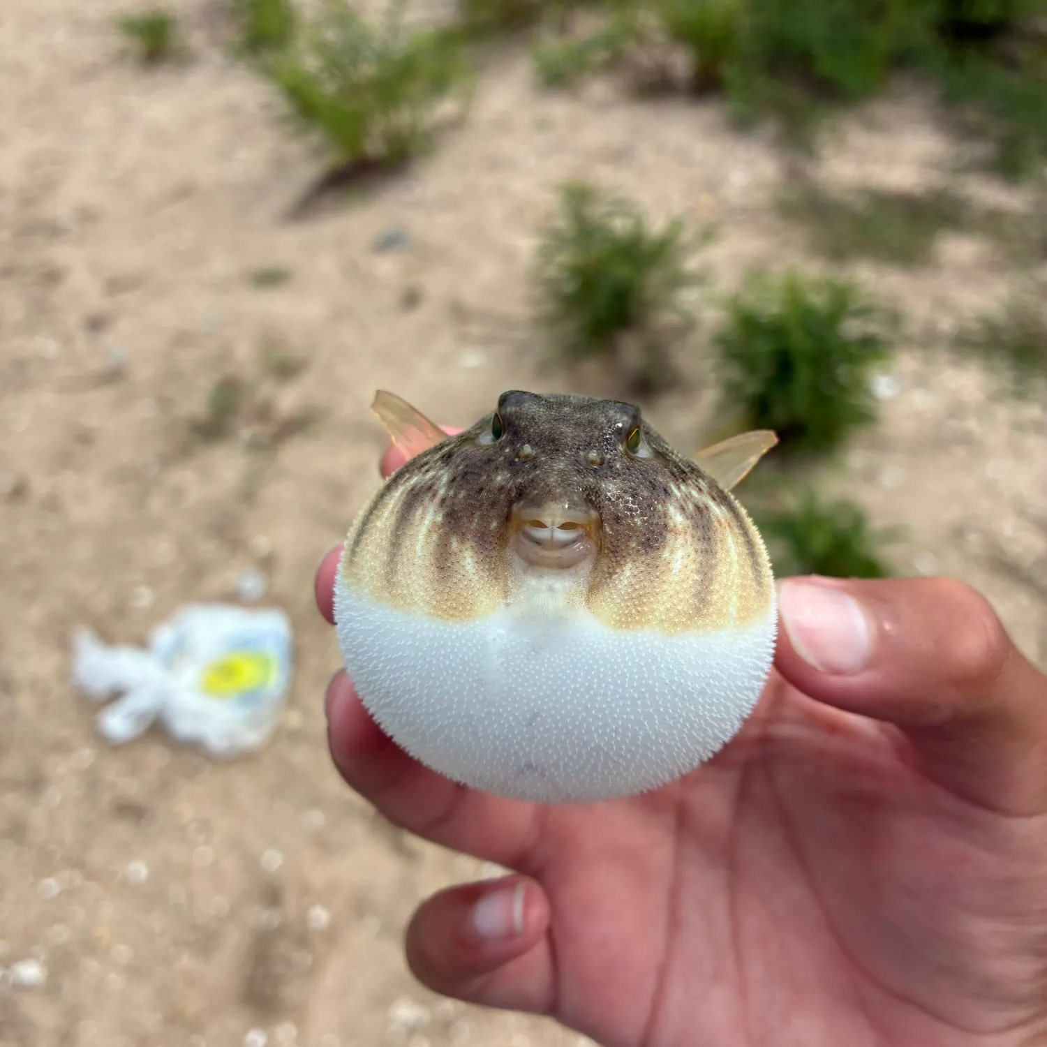 The most recent Northern puffer catches on Fishbrain
