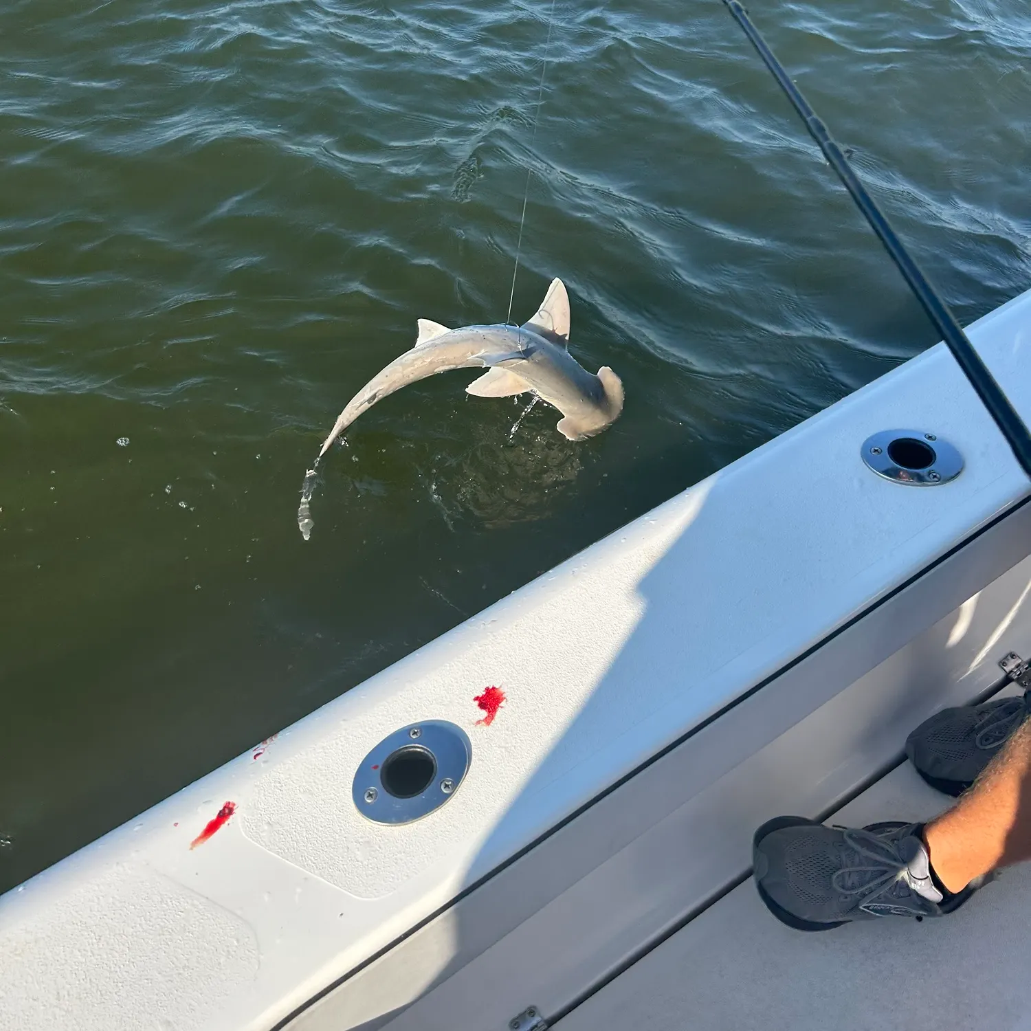 Bonnethead shark caught on Fishbrain