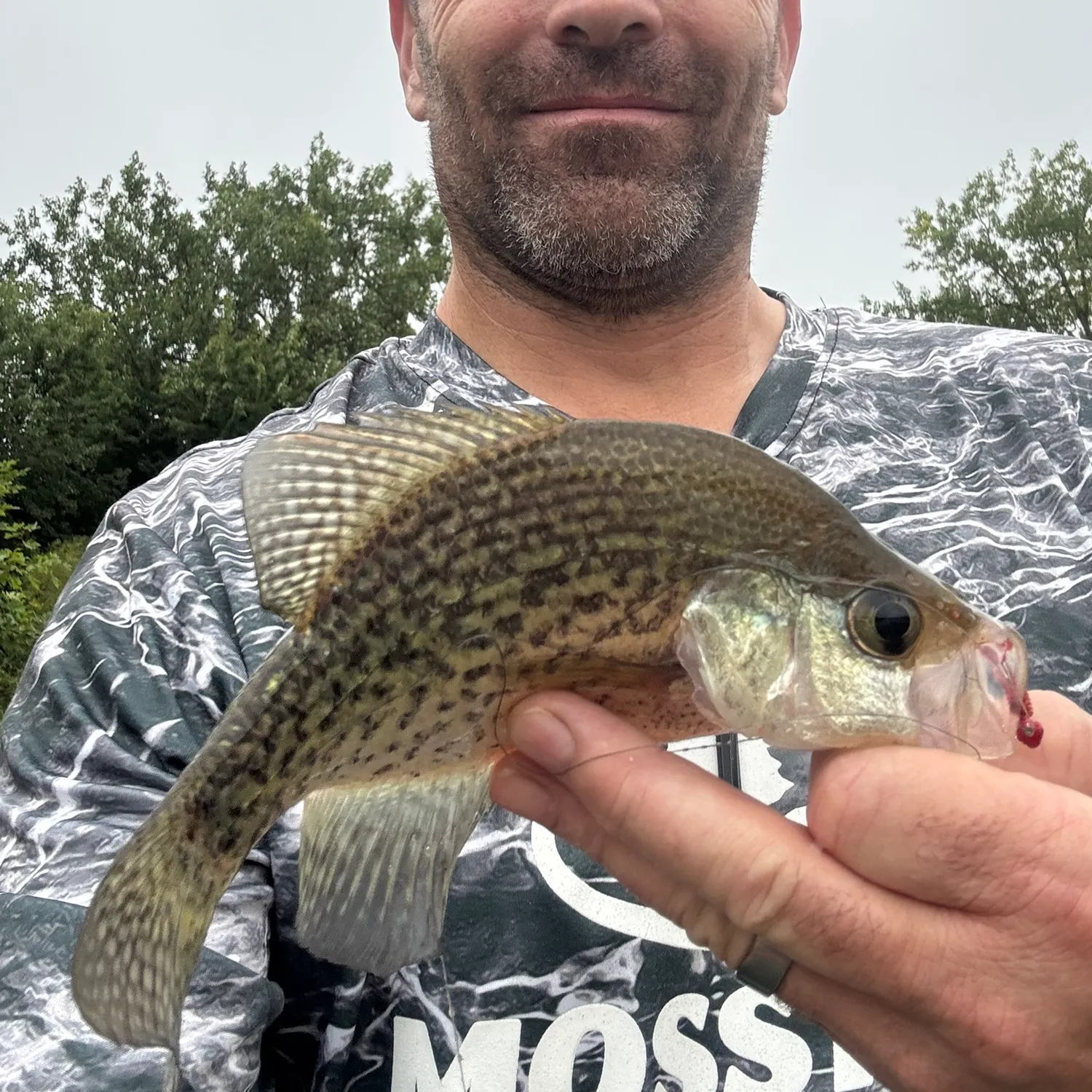 Black crappie caught on Fishbrain