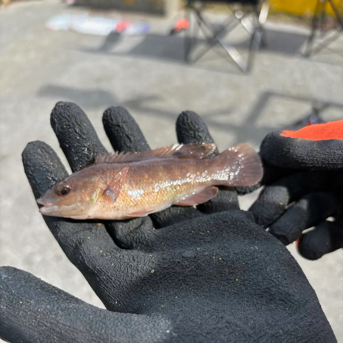Cunner caught on Fishbrain