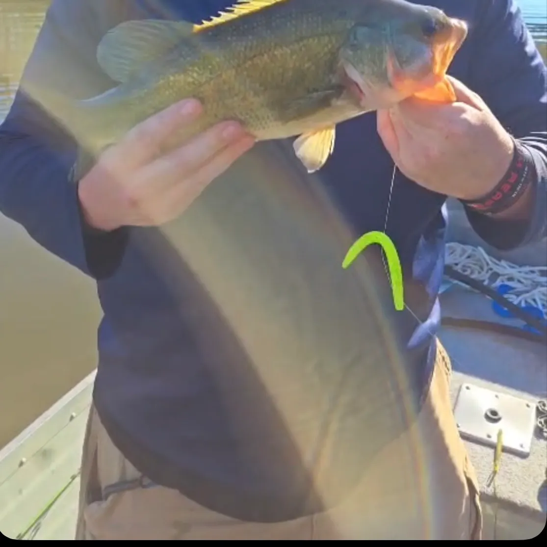 Largemouth bass caught on Fishbrain