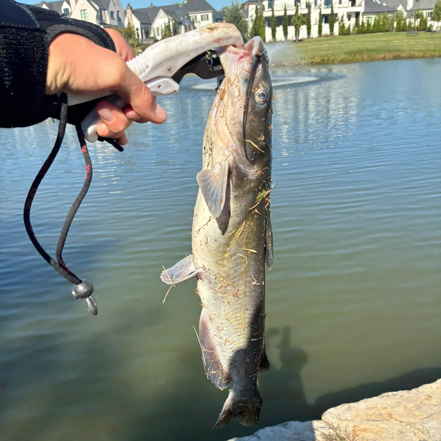 Channel catfish caught on Fishbrain