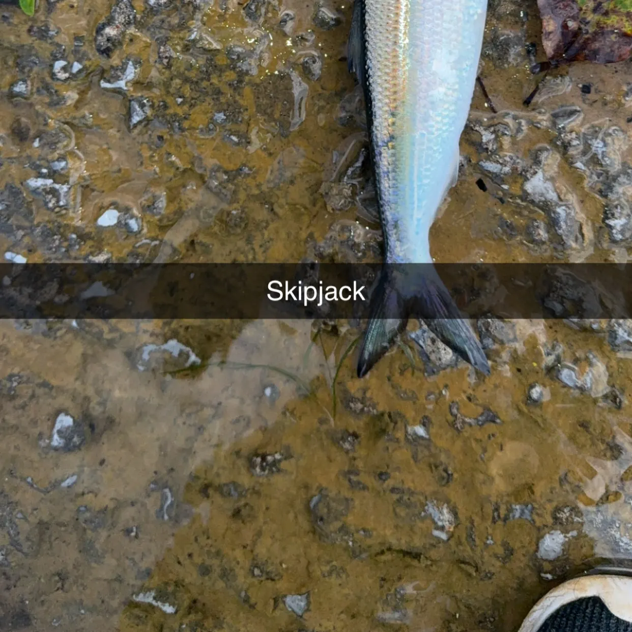 The most recent Skipjack herring catches on Fishbrain