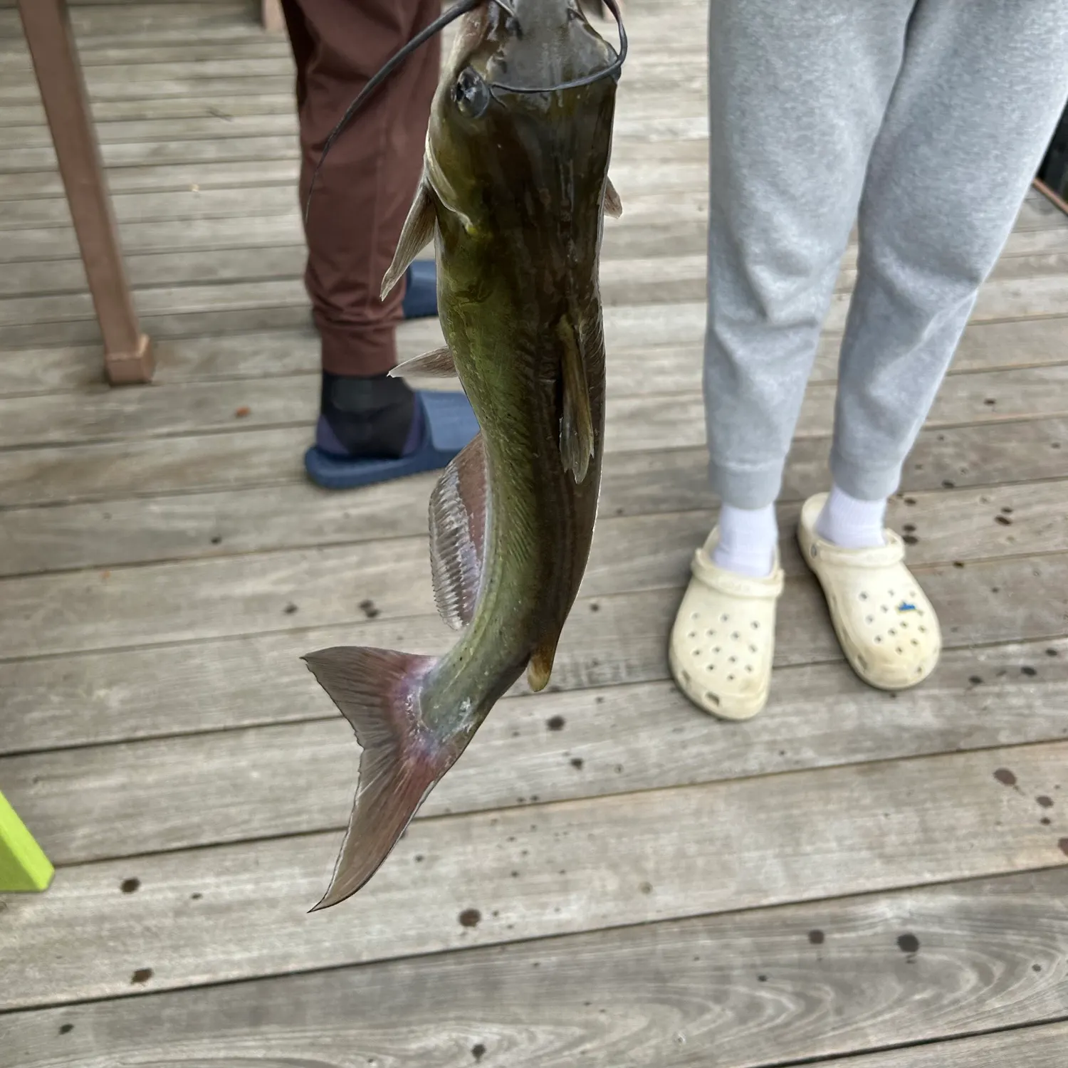 Channel catfish caught on Fishbrain