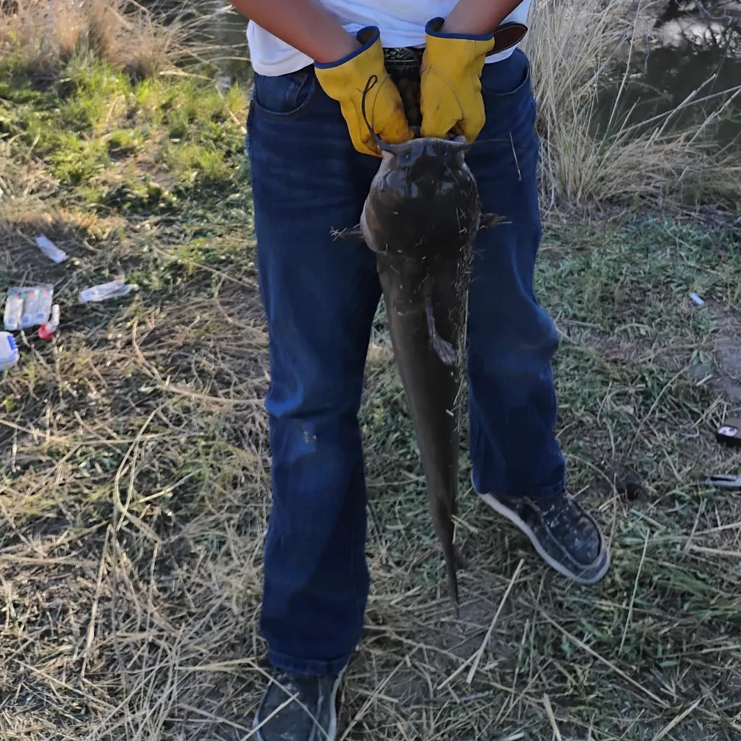 Channel catfish caught on Fishbrain
