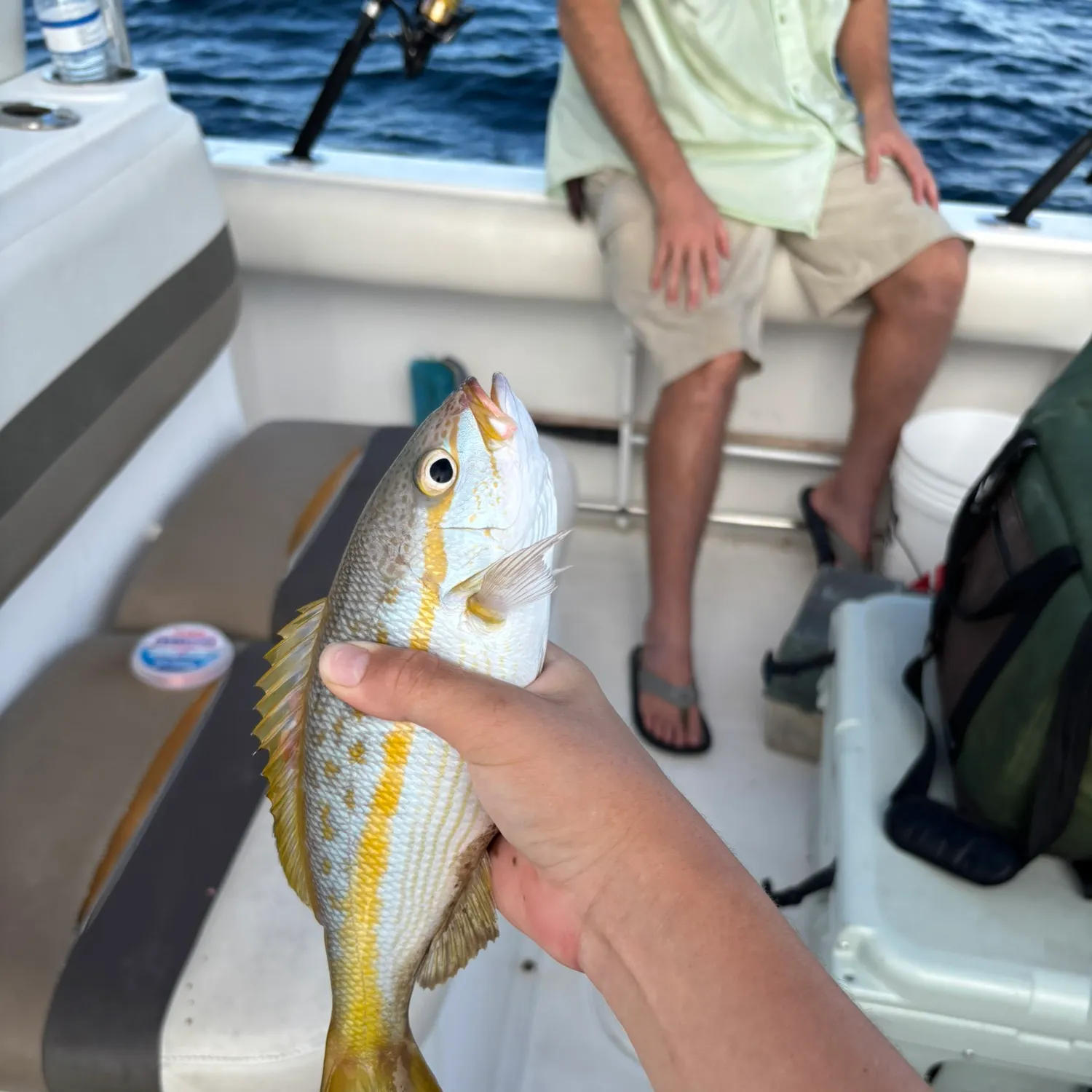 Yellowtail snapper caught on Fishbrain