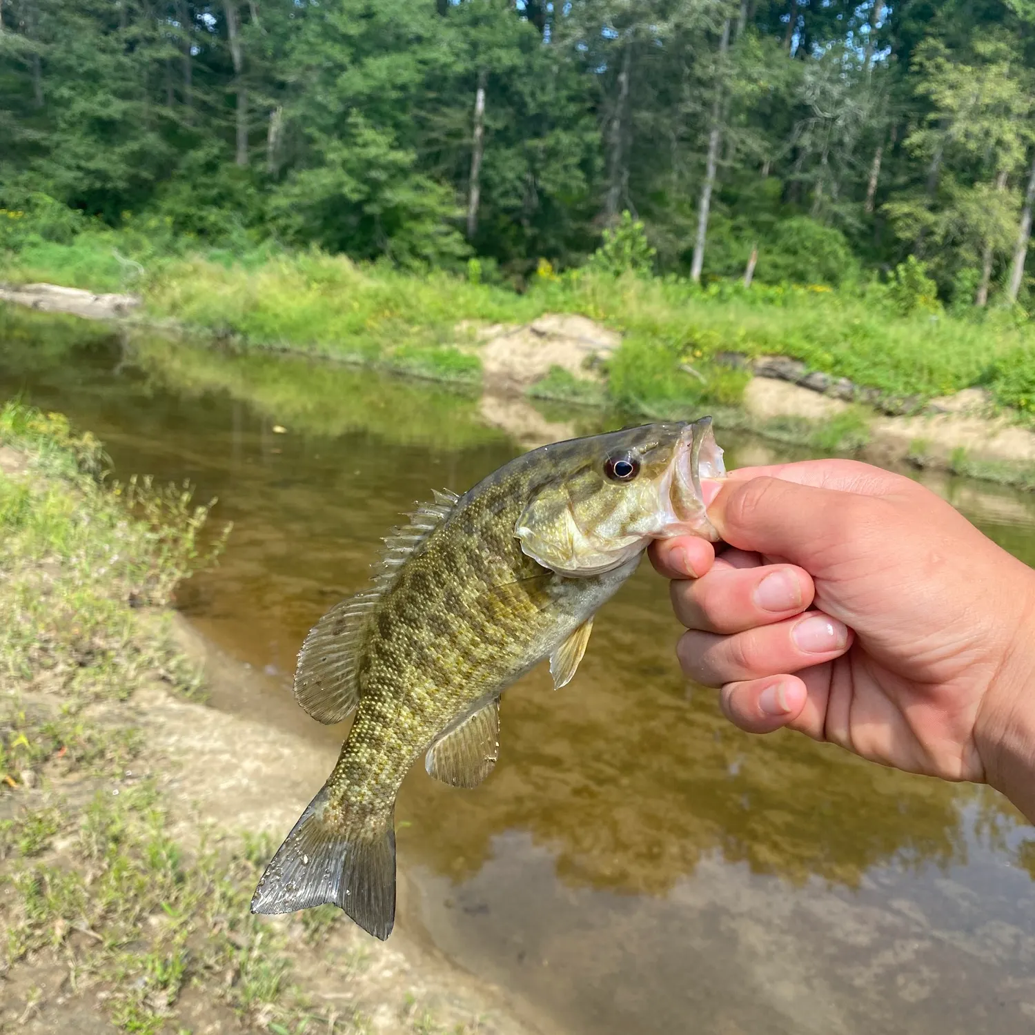 Fish caught on Fishbrain