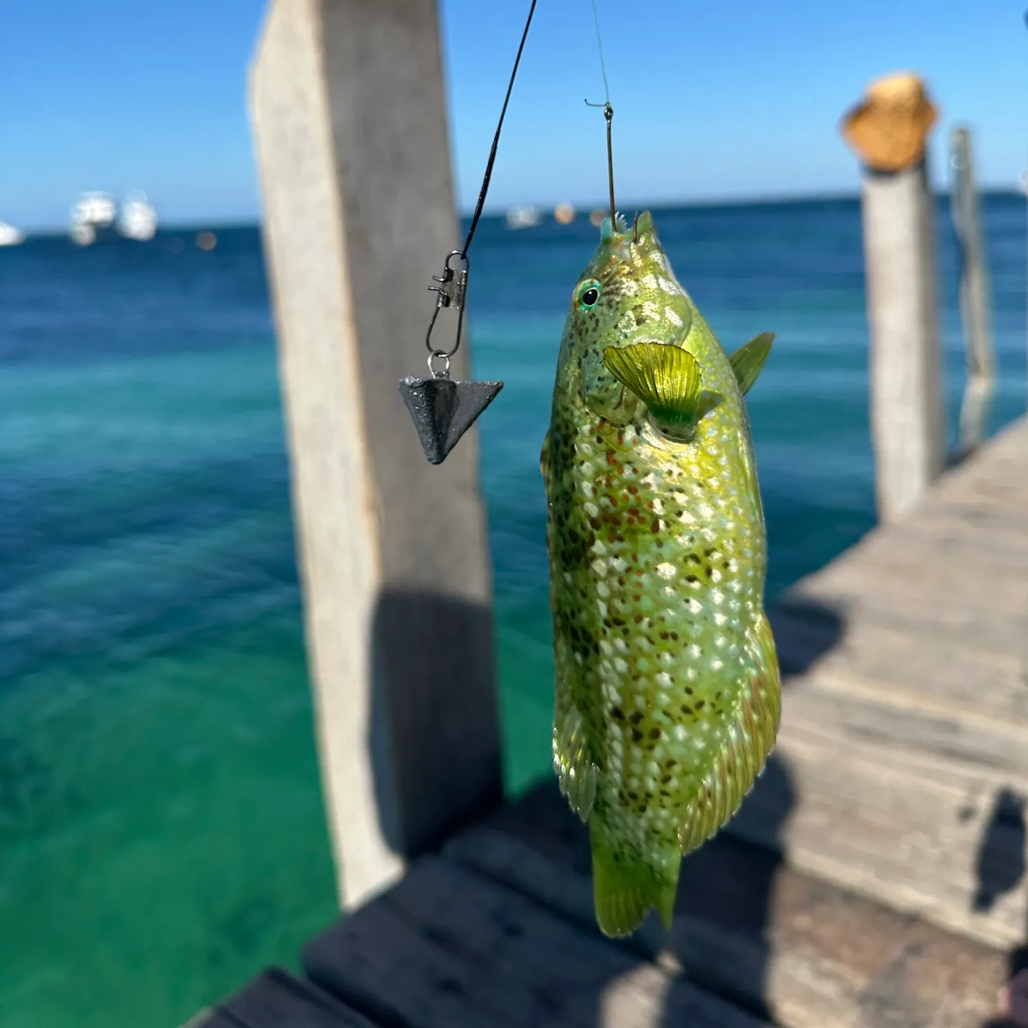 The most recent Brownspotted wrasse catches on Fishbrain