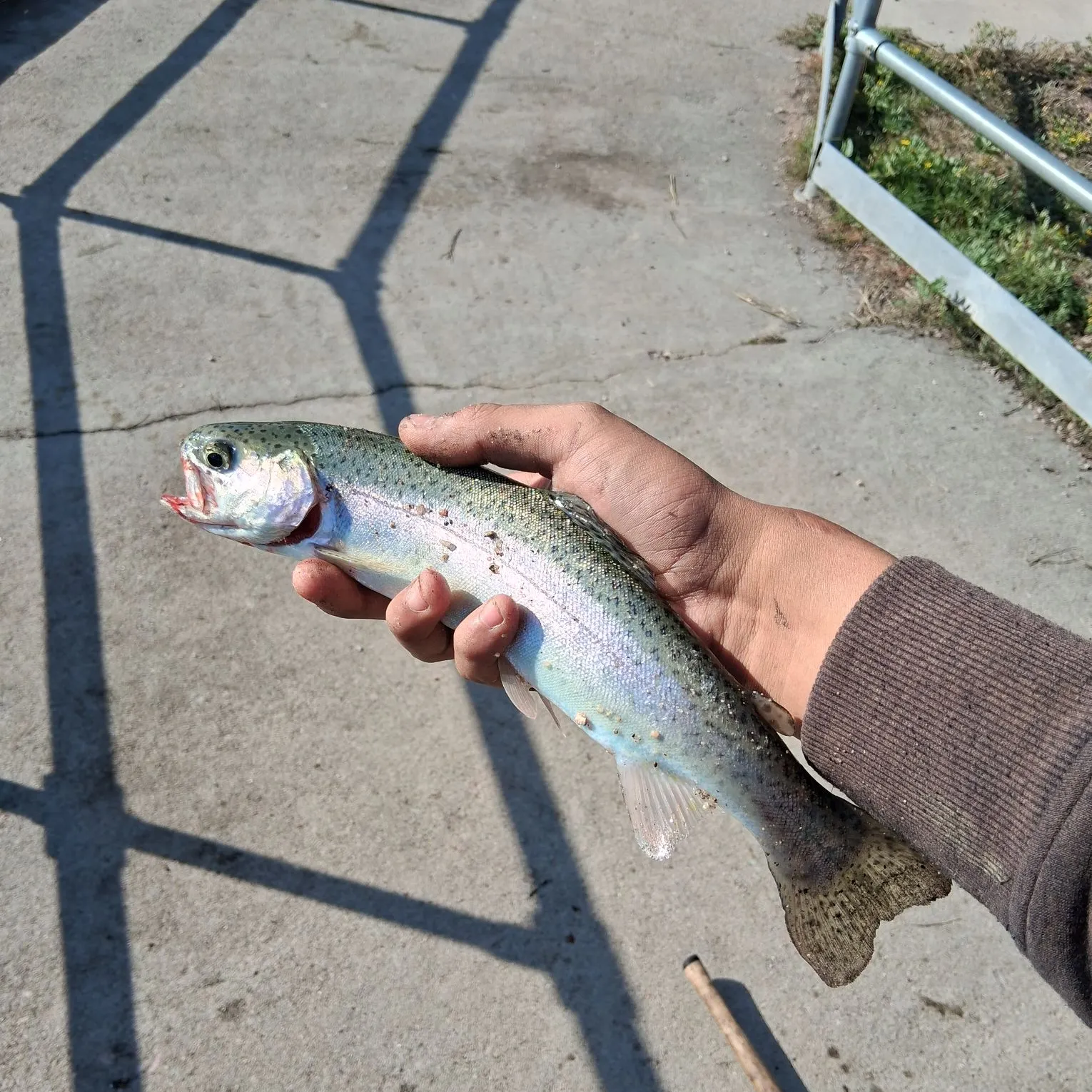 Rainbow trout caught on Fishbrain
