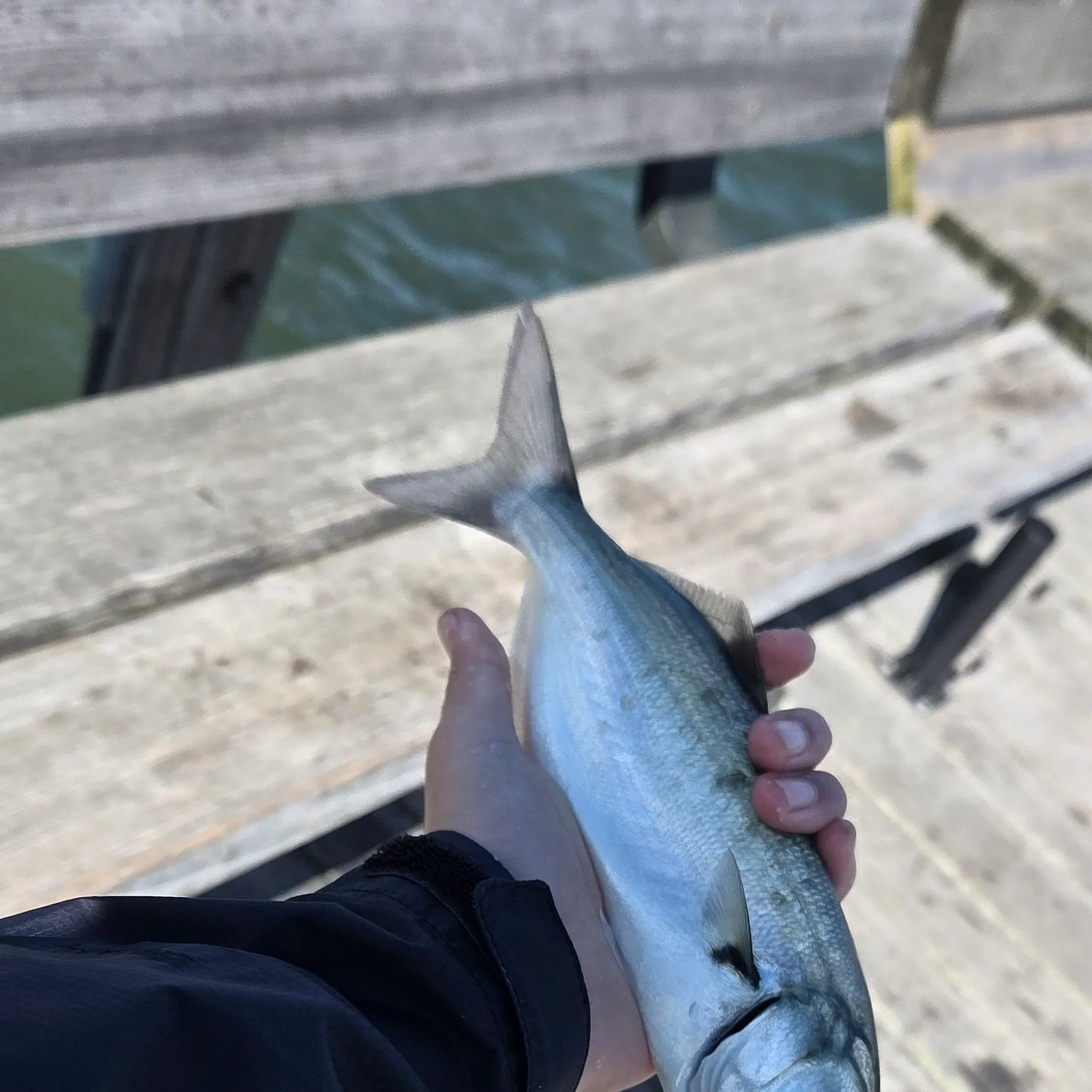 Bluefish caught on Fishbrain