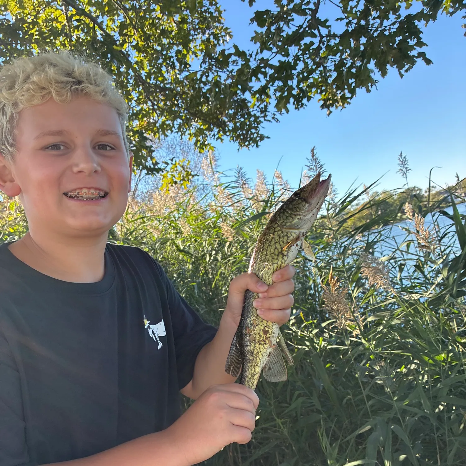 Chain pickerel caught on Fishbrain