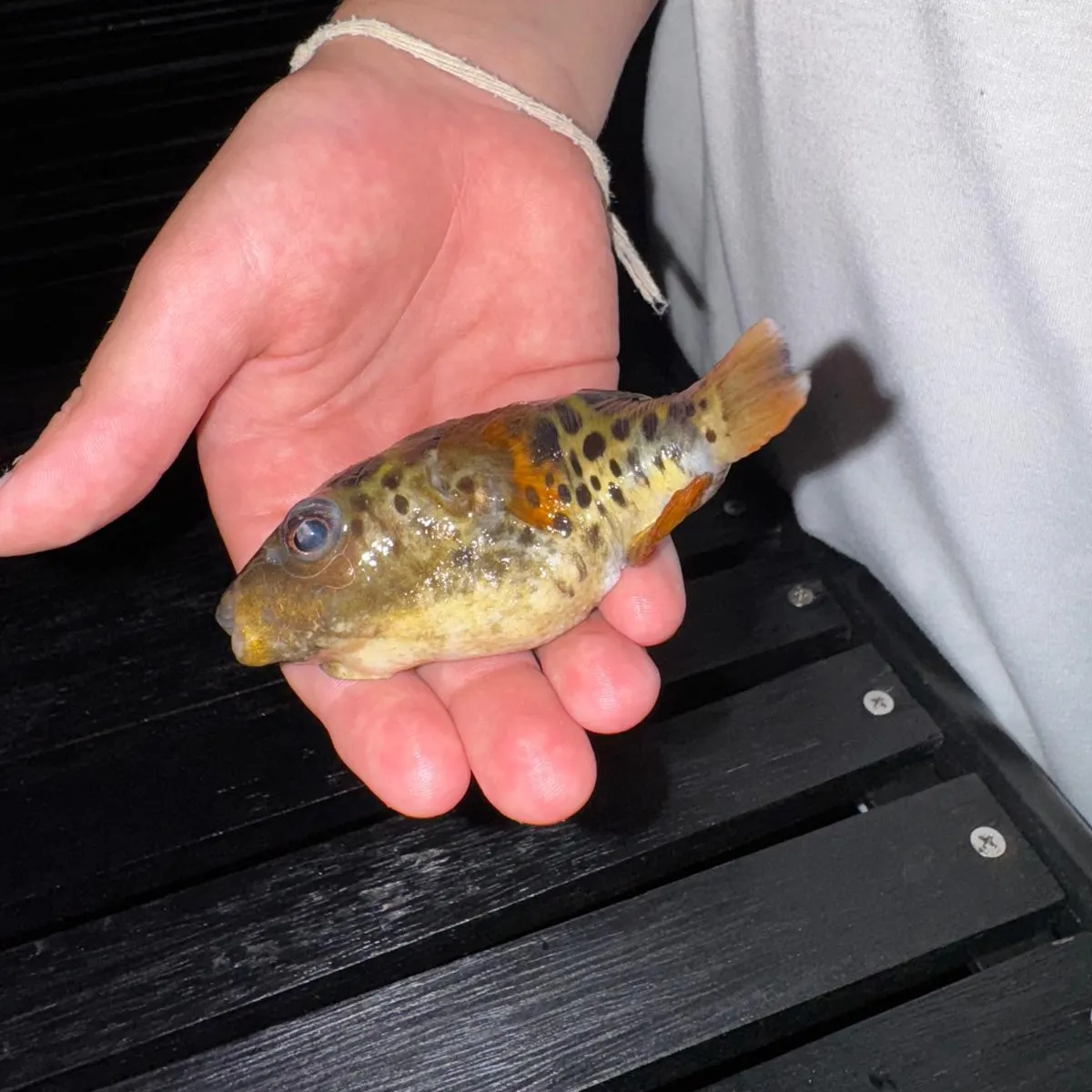 The most recent Spotted green pufferfish catches on Fishbrain