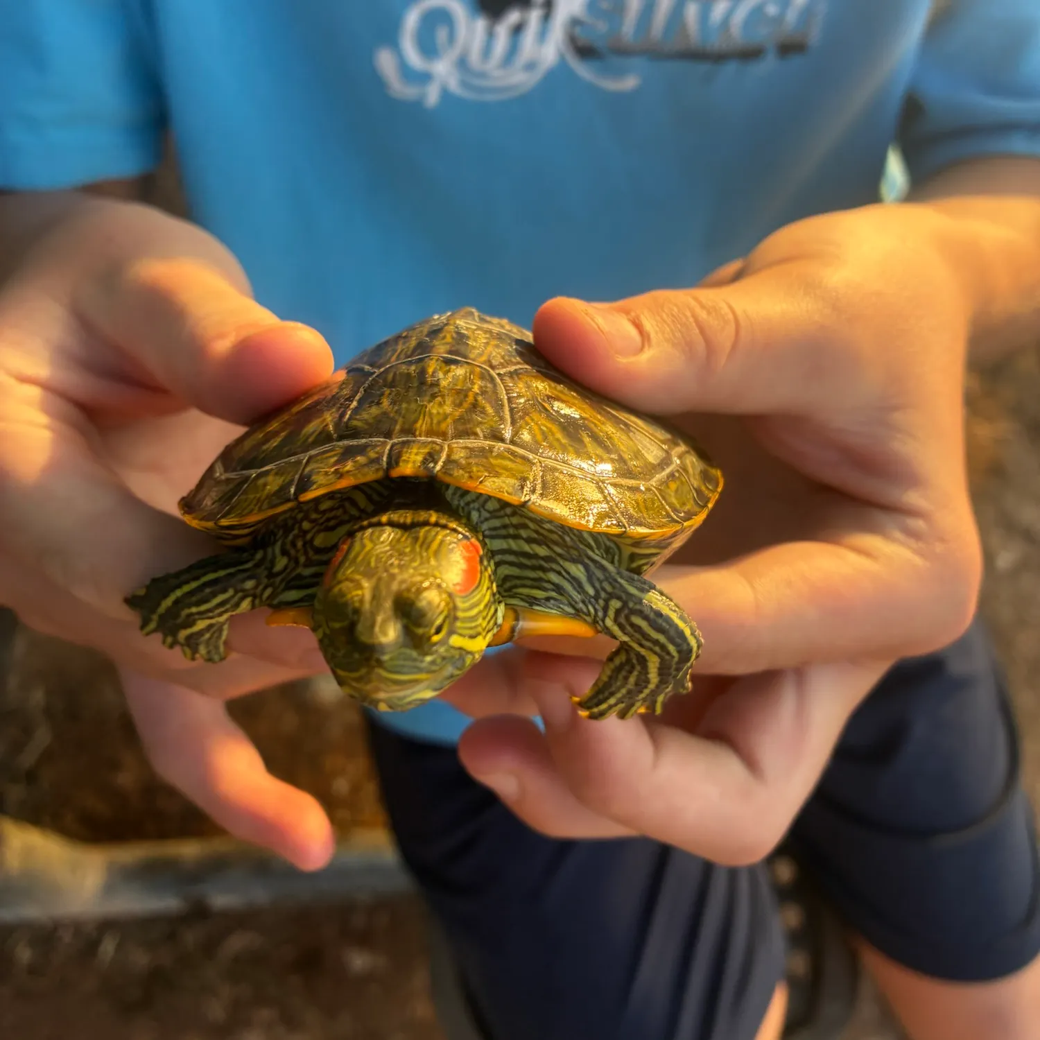 Pond slider turtle caught on Fishbrain