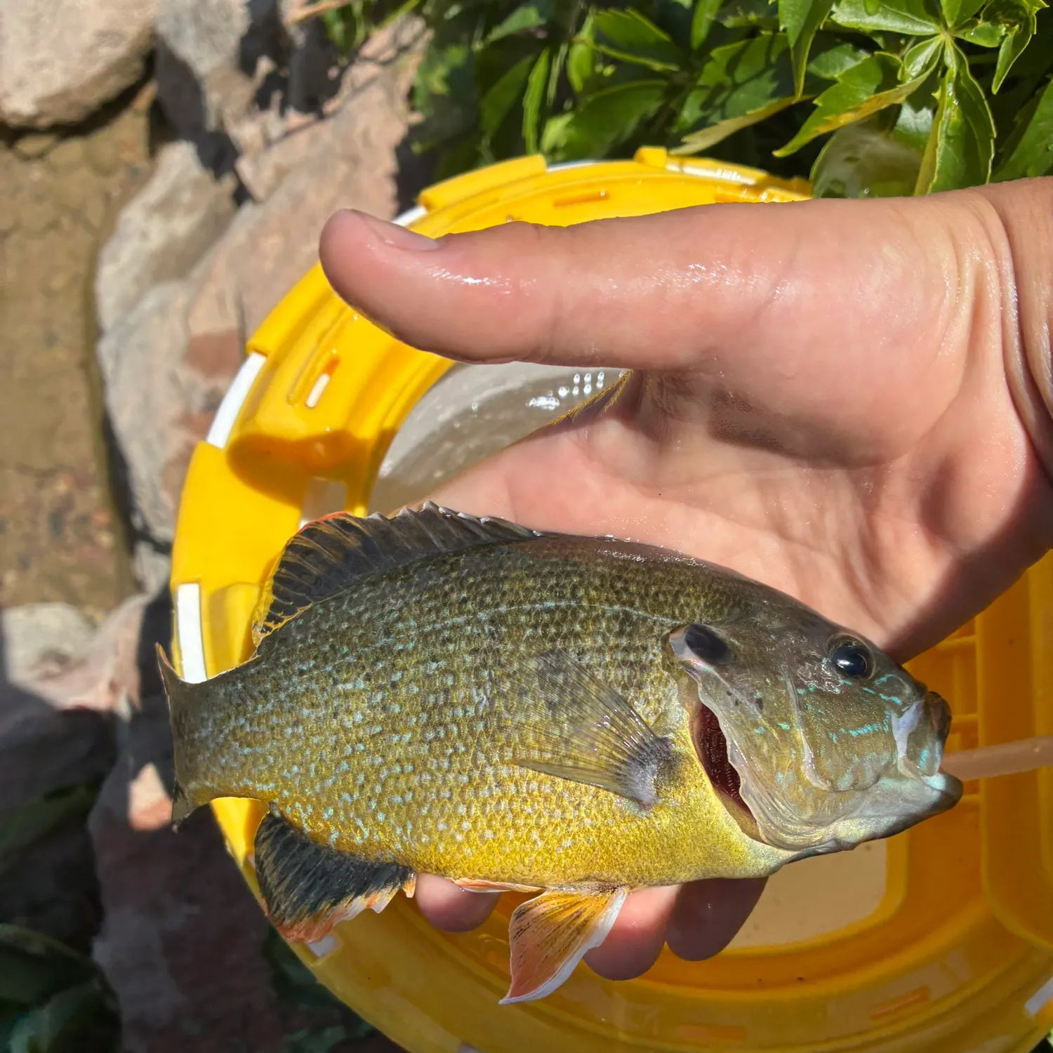 catch