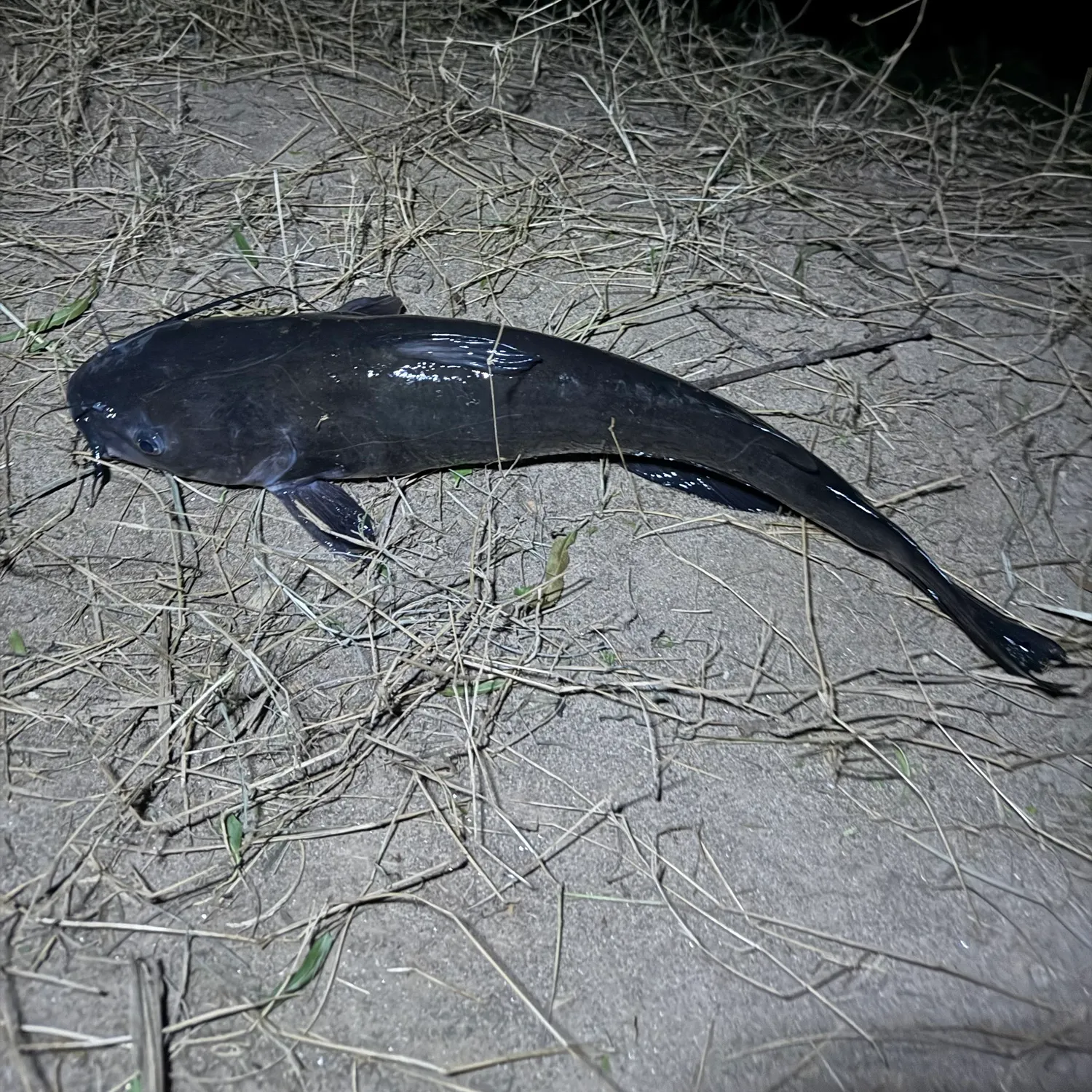 Channel catfish caught on Fishbrain