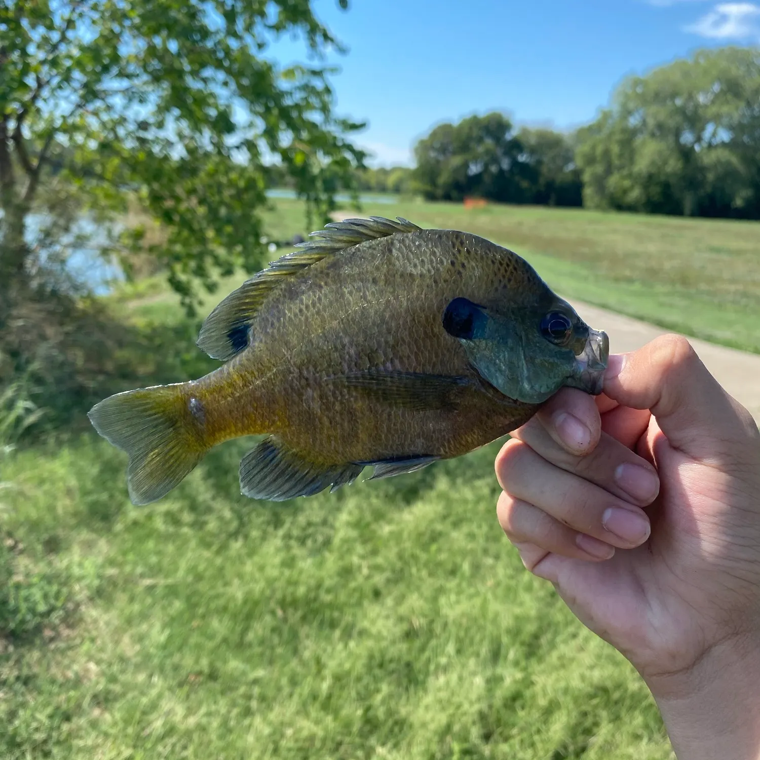 Bluegill caught on Fishbrain
