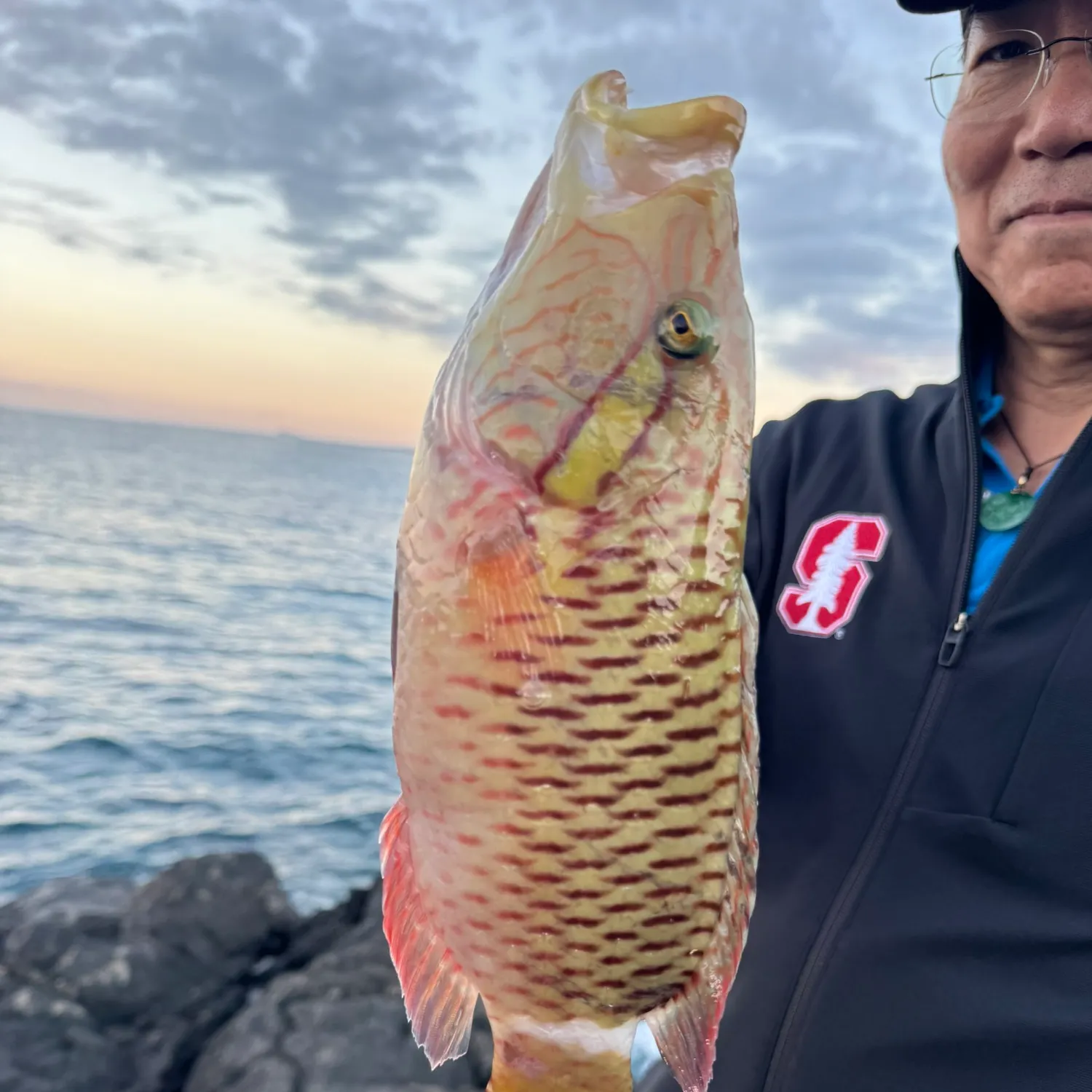 The most recent Rock wrasse catches on Fishbrain