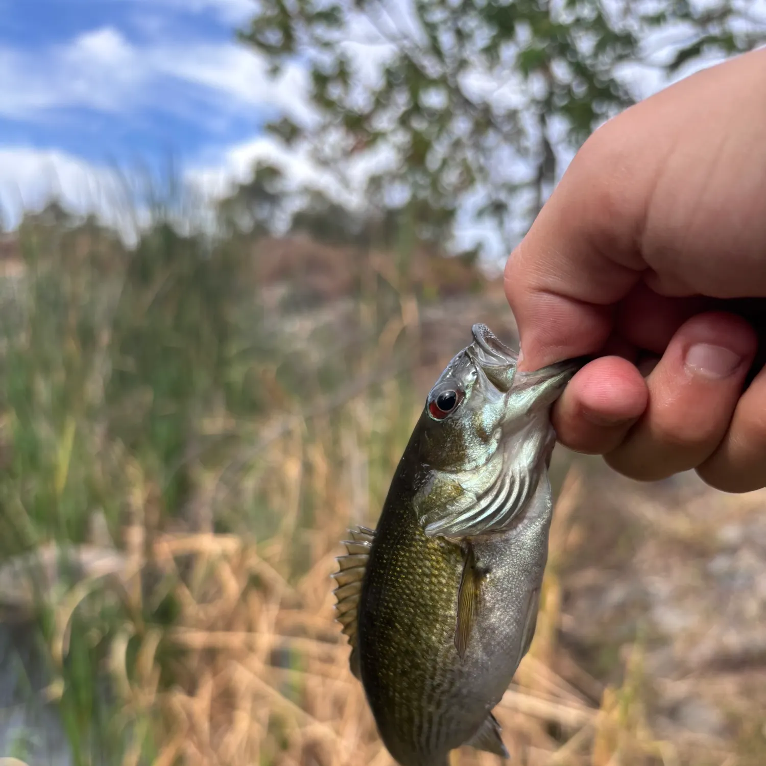 Fish caught on Fishbrain