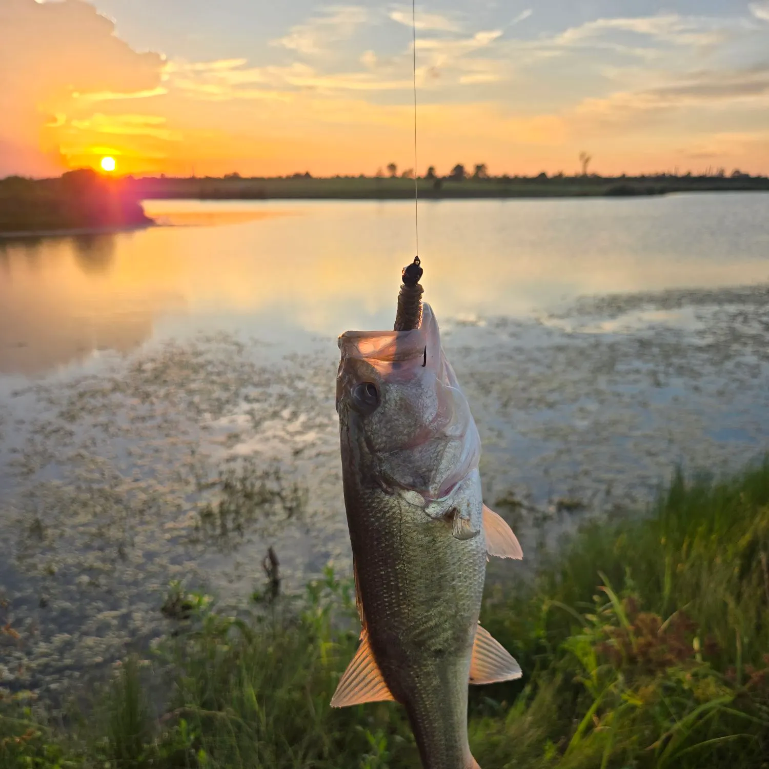 Largemouth bass caught on Fishbrain