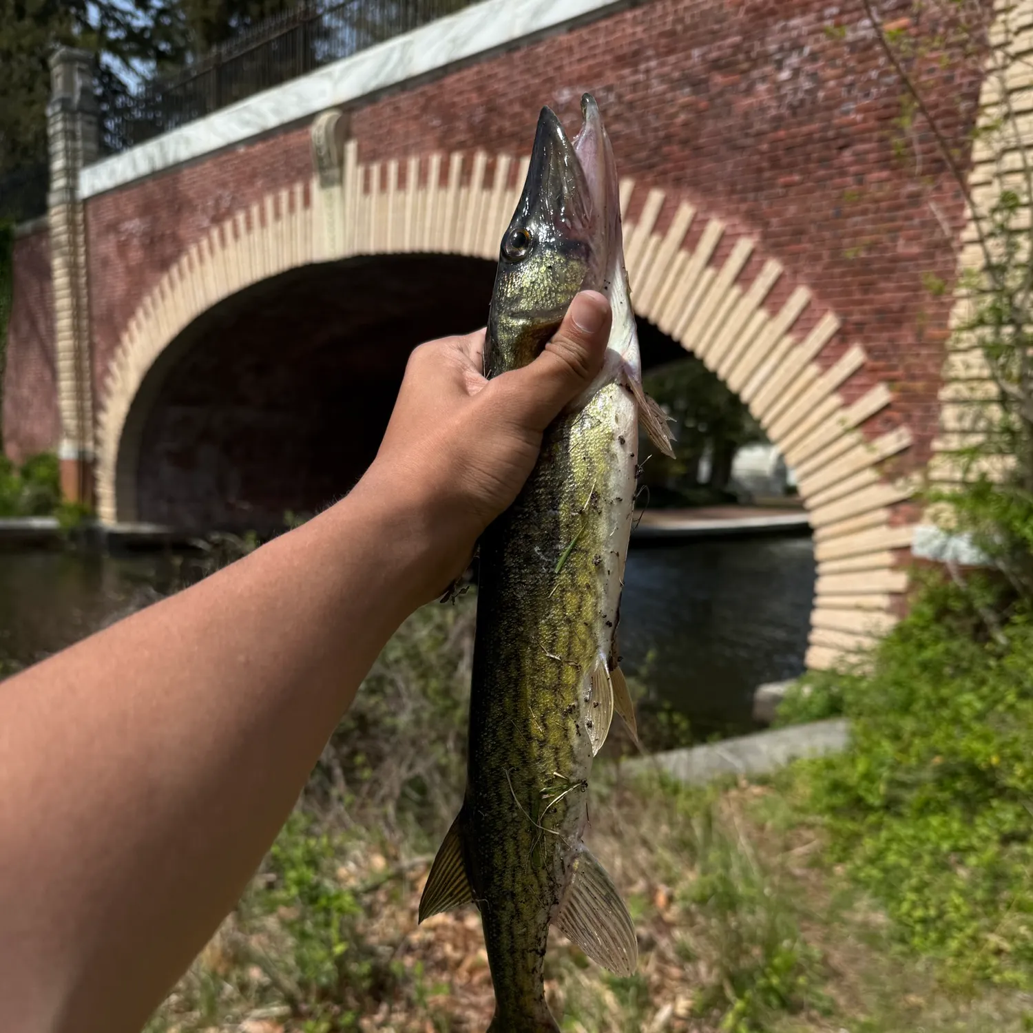 angler catch