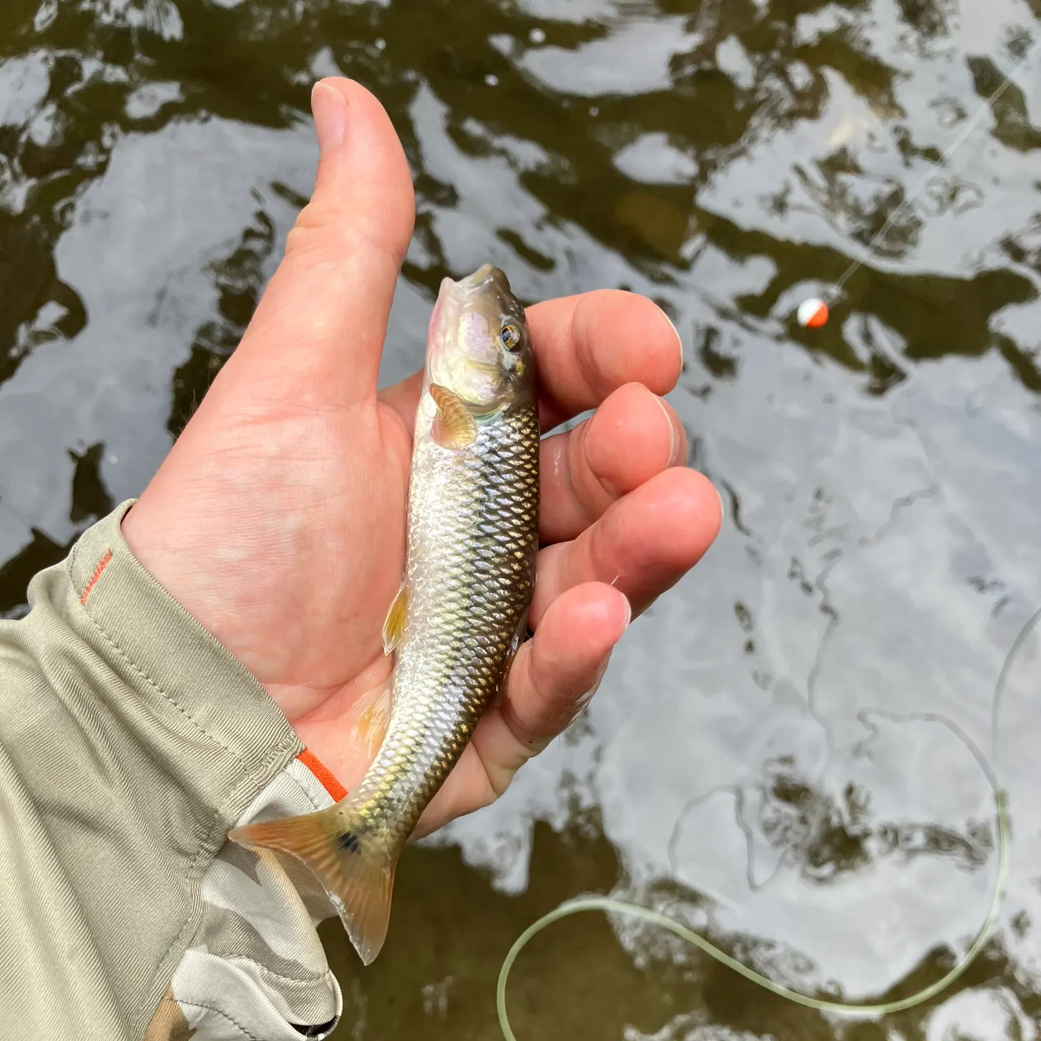 The most recent River chub catches on Fishbrain