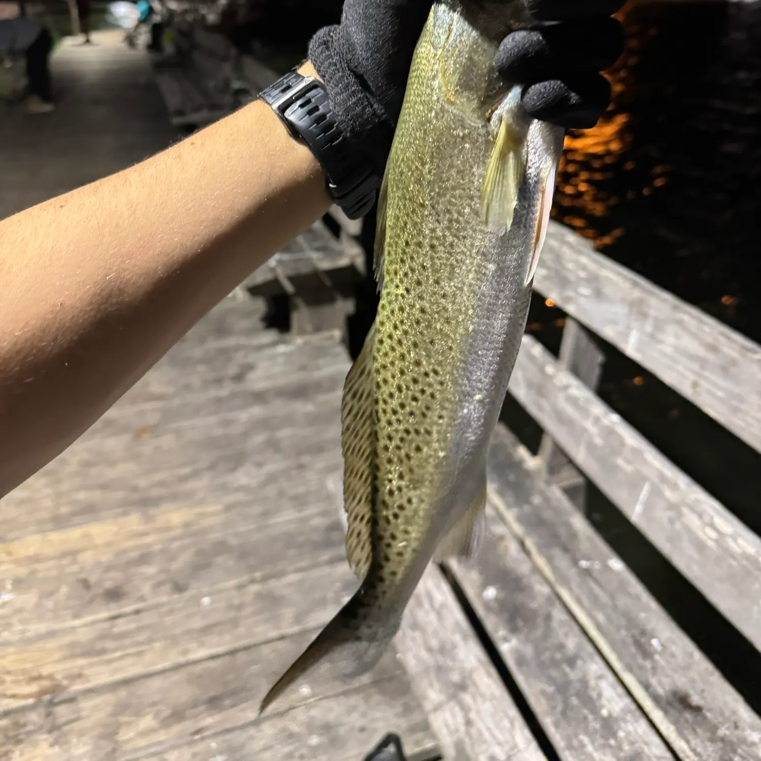 Spotted seatrout caught on Fishbrain
