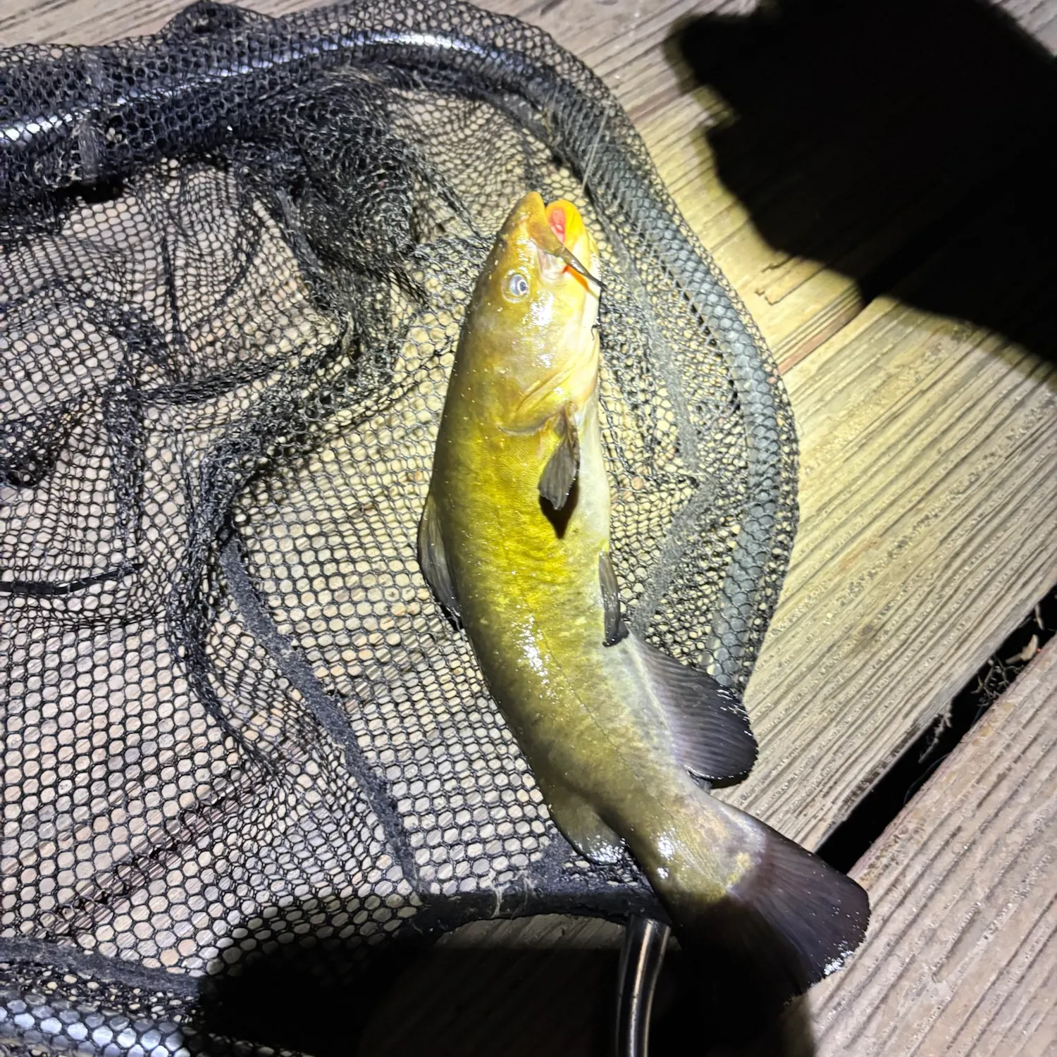 Yellow bullhead caught on Fishbrain