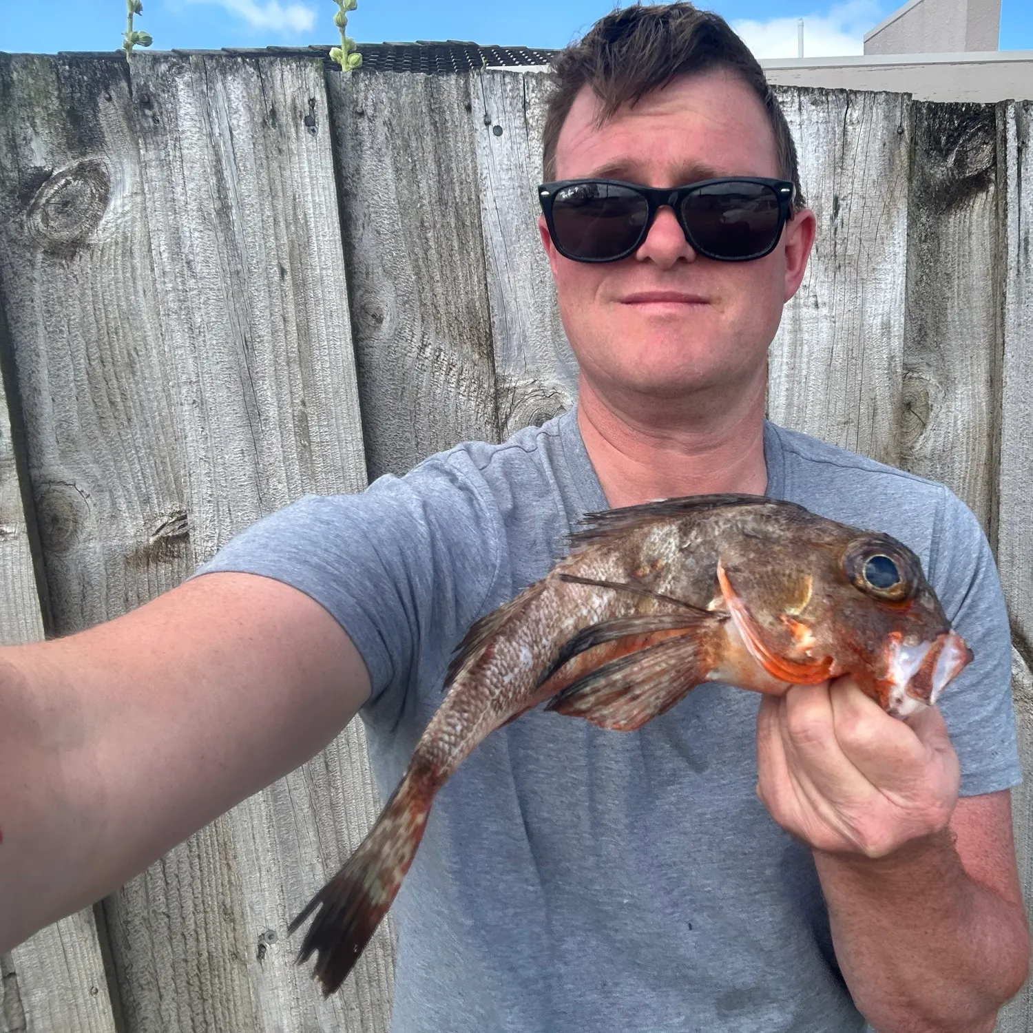 The most recent Tub gurnard catches on Fishbrain