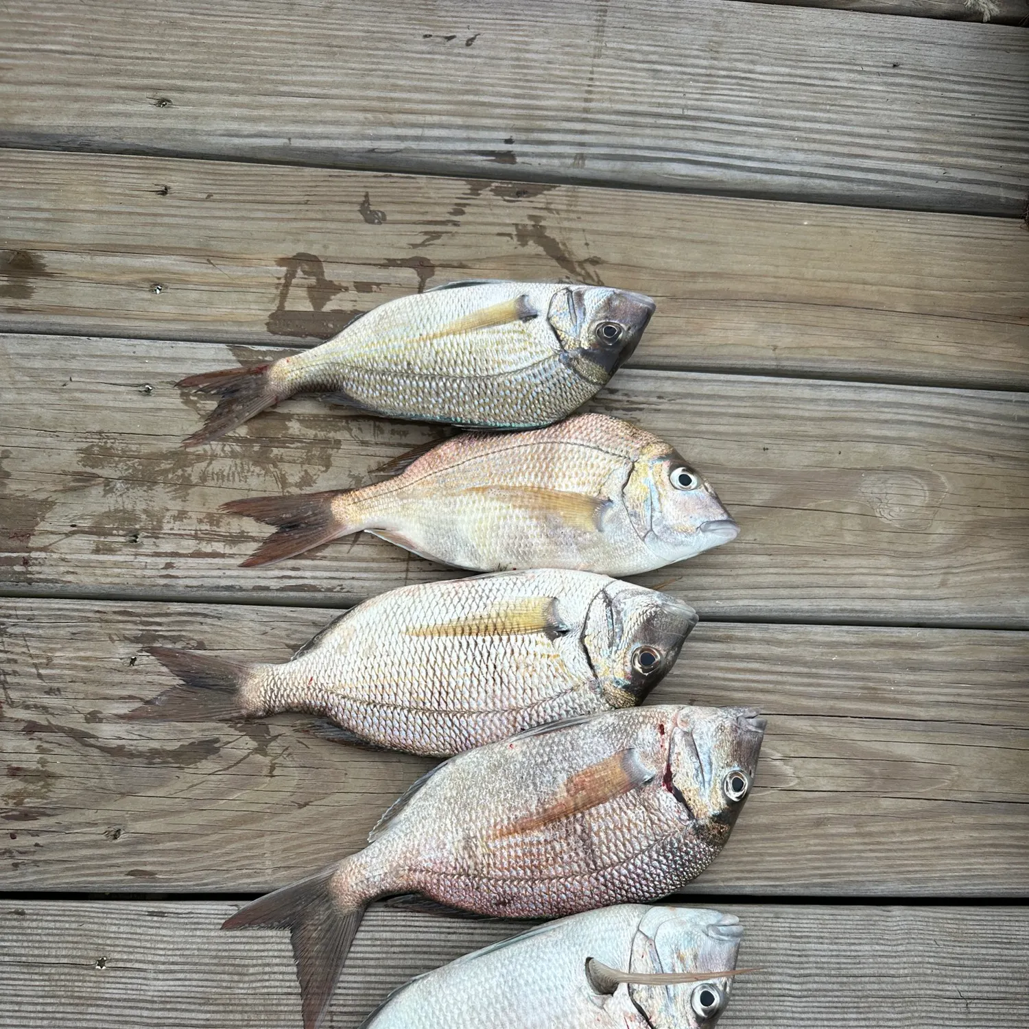 recently logged catches