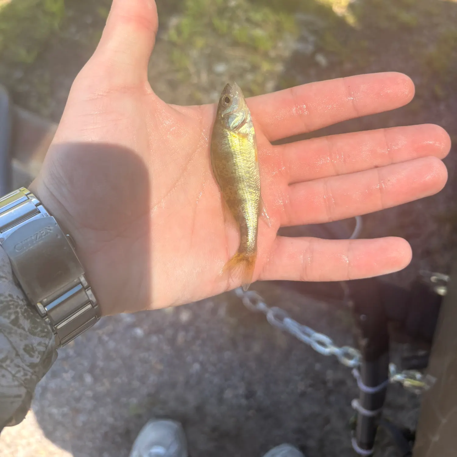 catch