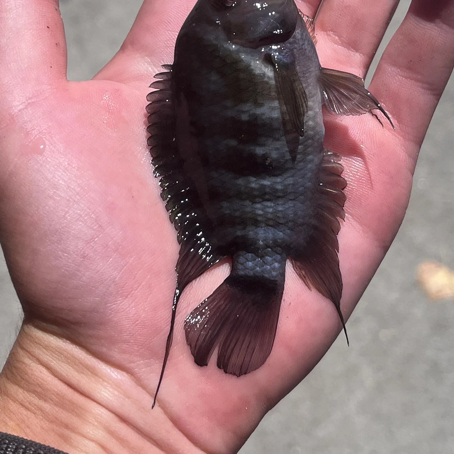 The most recent Convict cichlid catches on Fishbrain