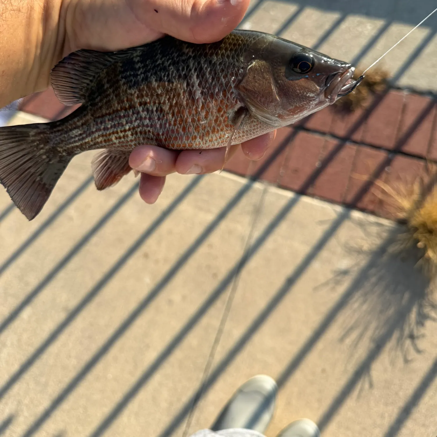 Mangrove snapper caught on Fishbrain