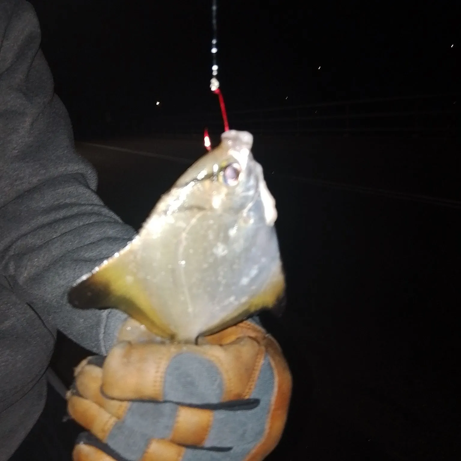 The most recent Silver moony catches on Fishbrain