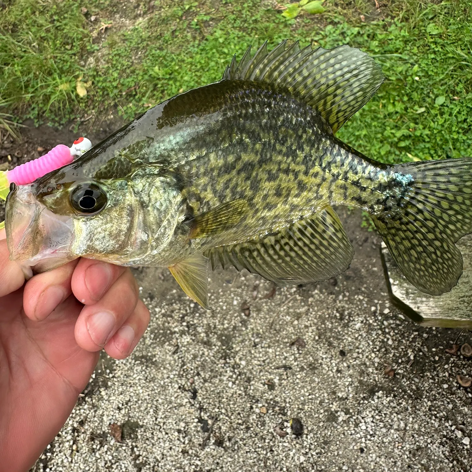 Black crappie caught on Fishbrain