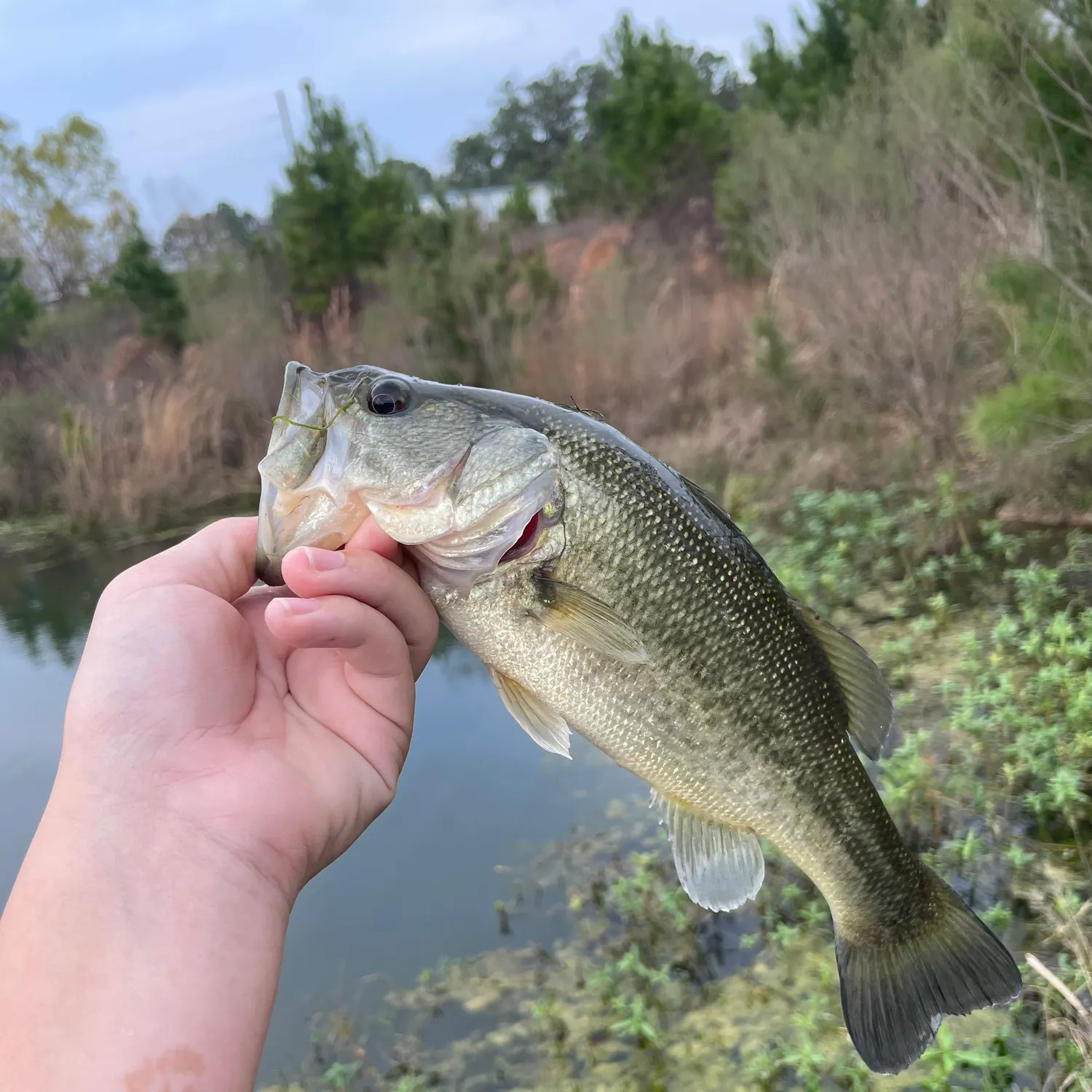 The most recent Largemouth bass catches on Fishbrain