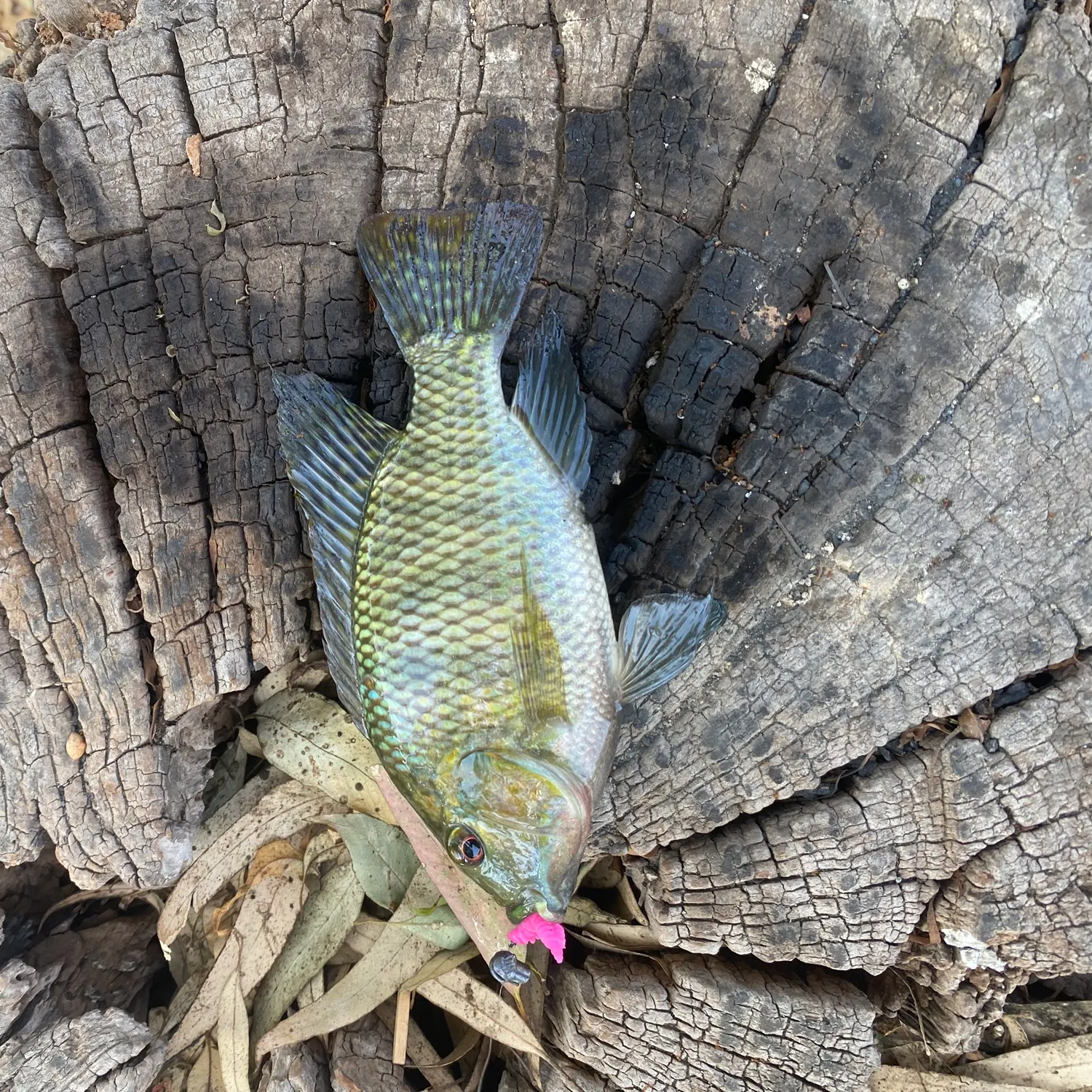 The most recent Redbelly tilapia catches on Fishbrain
