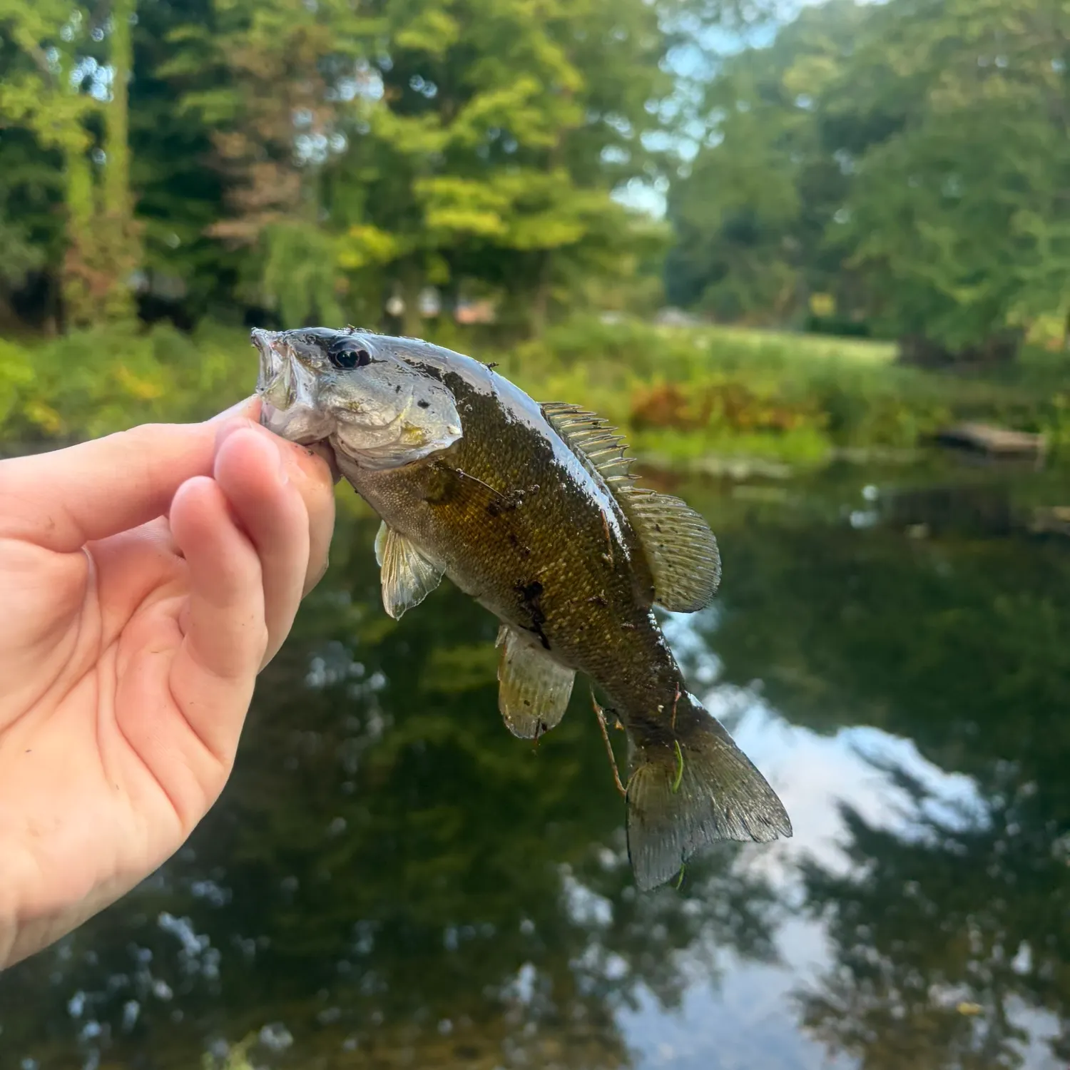 Smallmouth bass caught on Fishbrain
