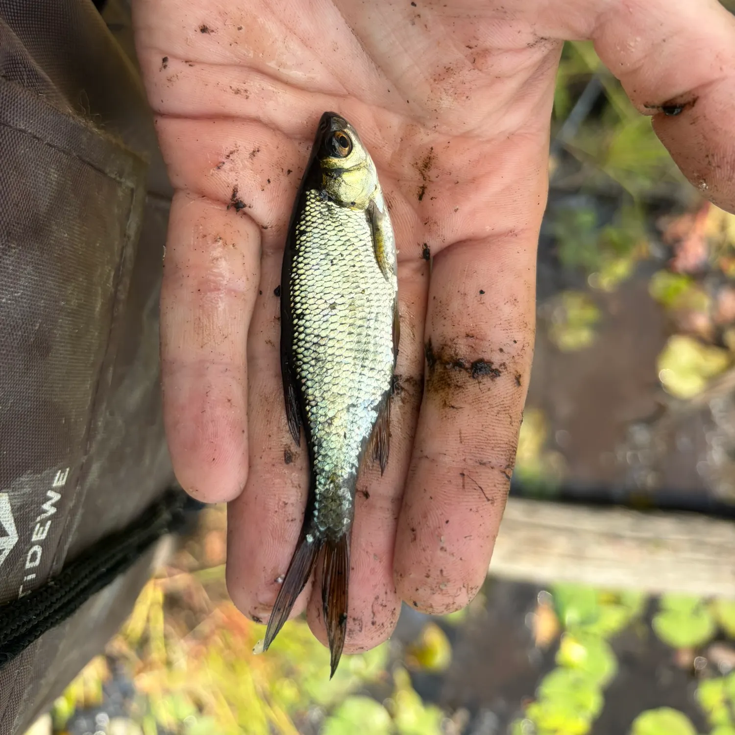 Golden shiner caught on Fishbrain