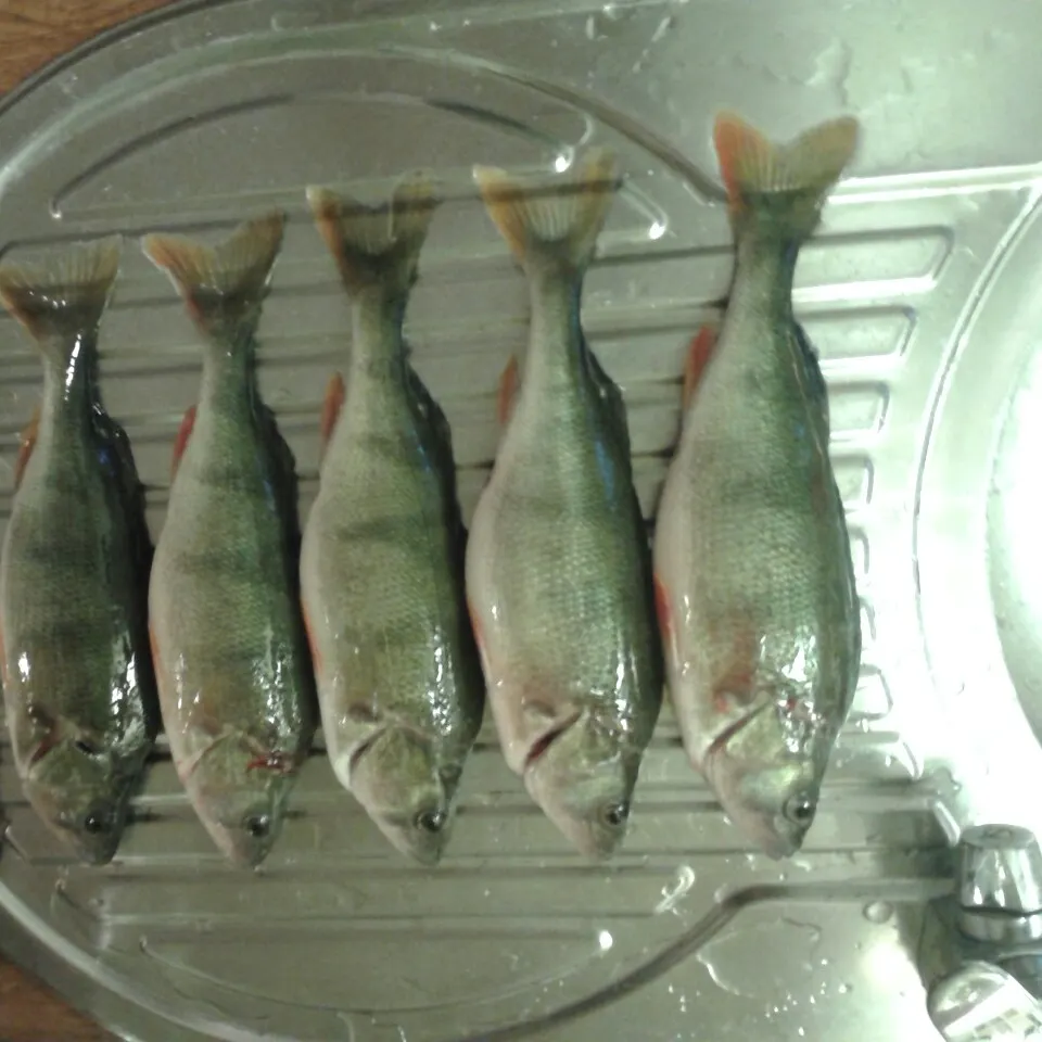 European perch caught on Fishbrain