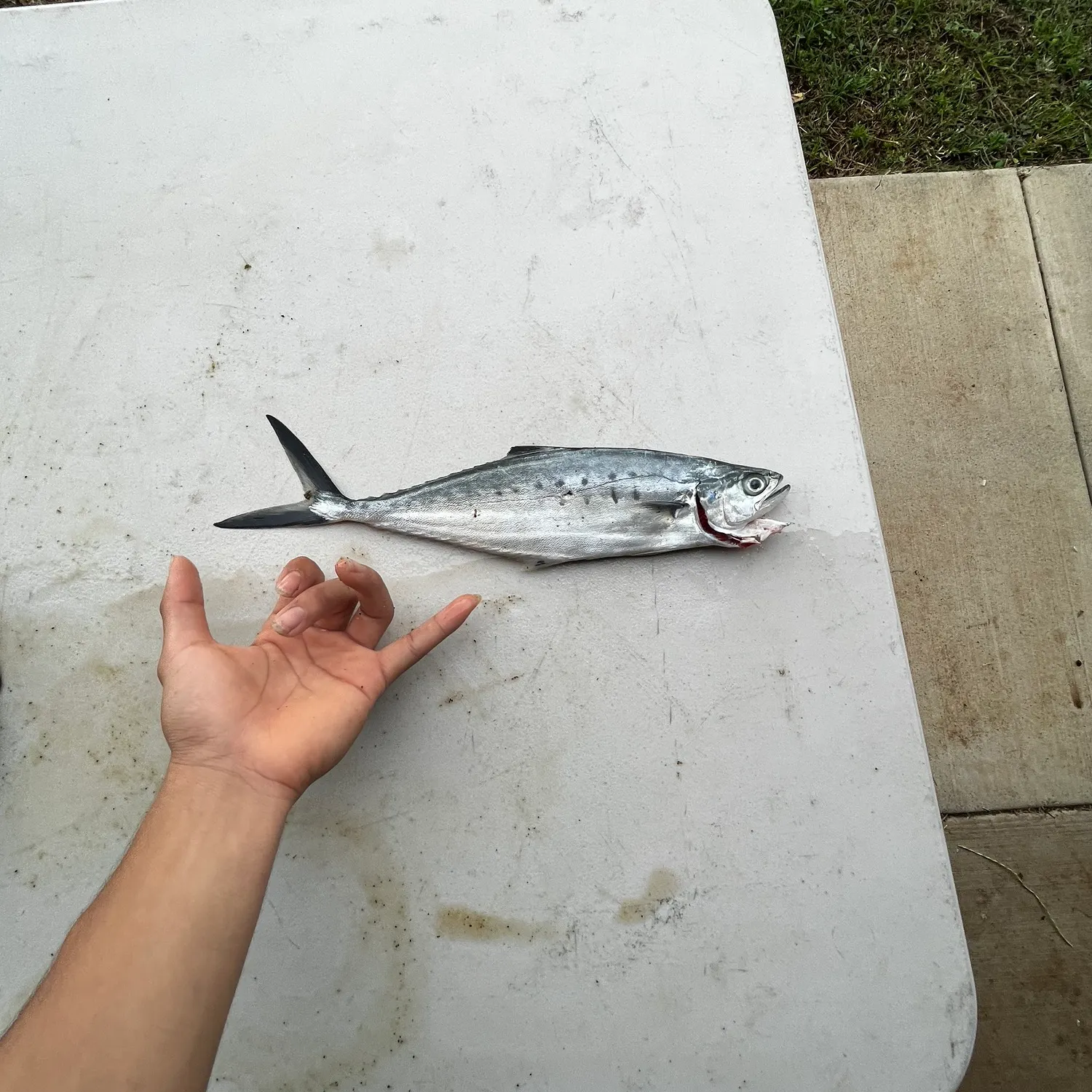 The most popular recent Doublespotted queenfish catch on Fishbrain