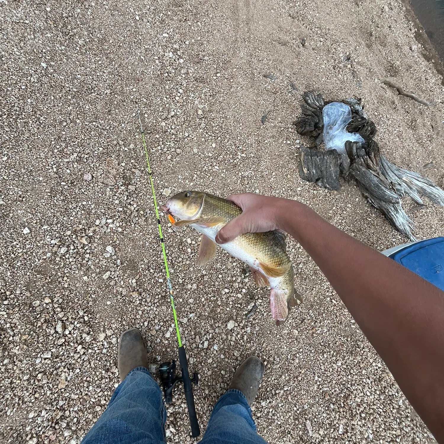 The most recent White sucker catches on Fishbrain
