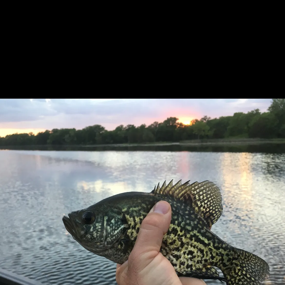 The most recent Black crappie catches on Fishbrain