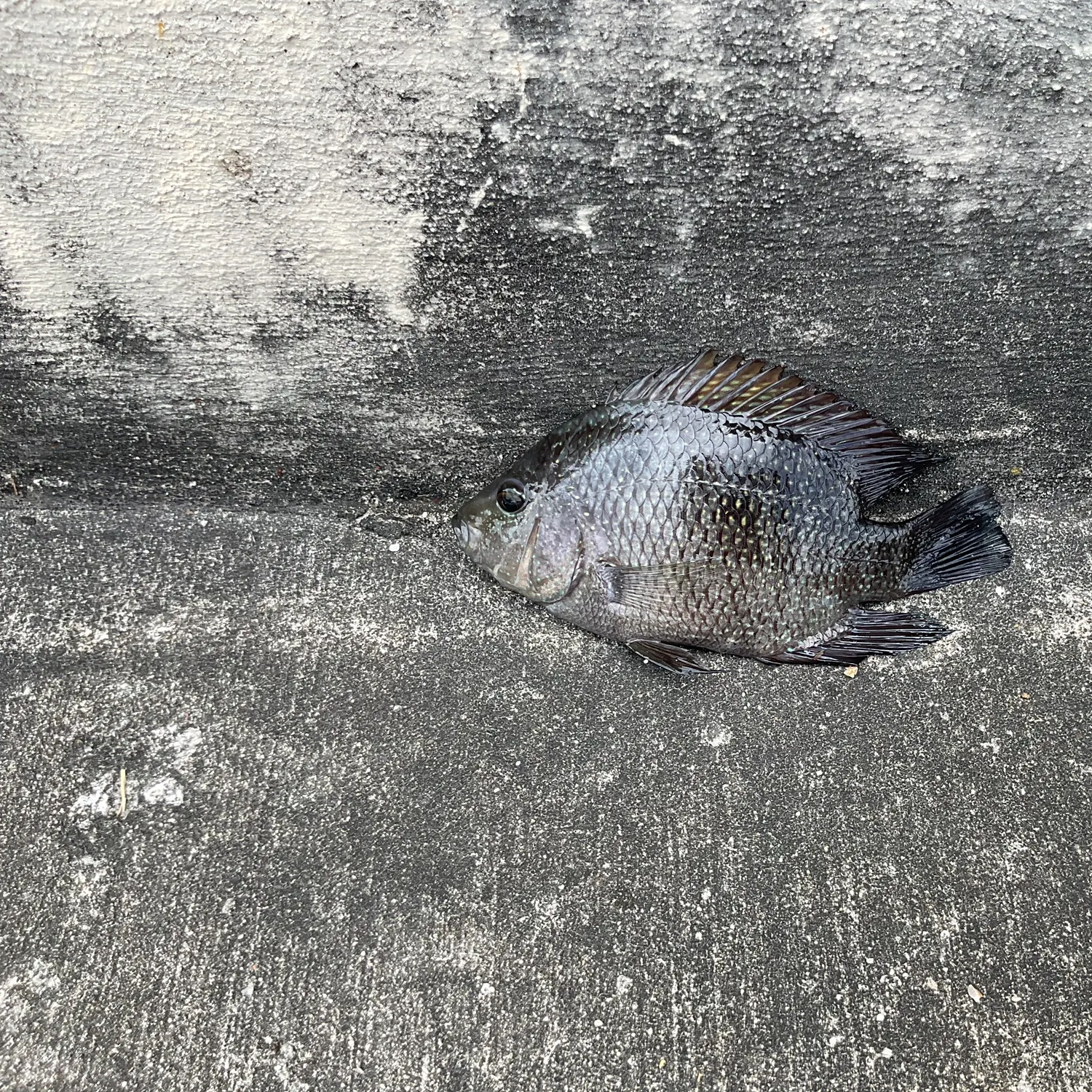 Rio Grande cichlid caught on Fishbrain