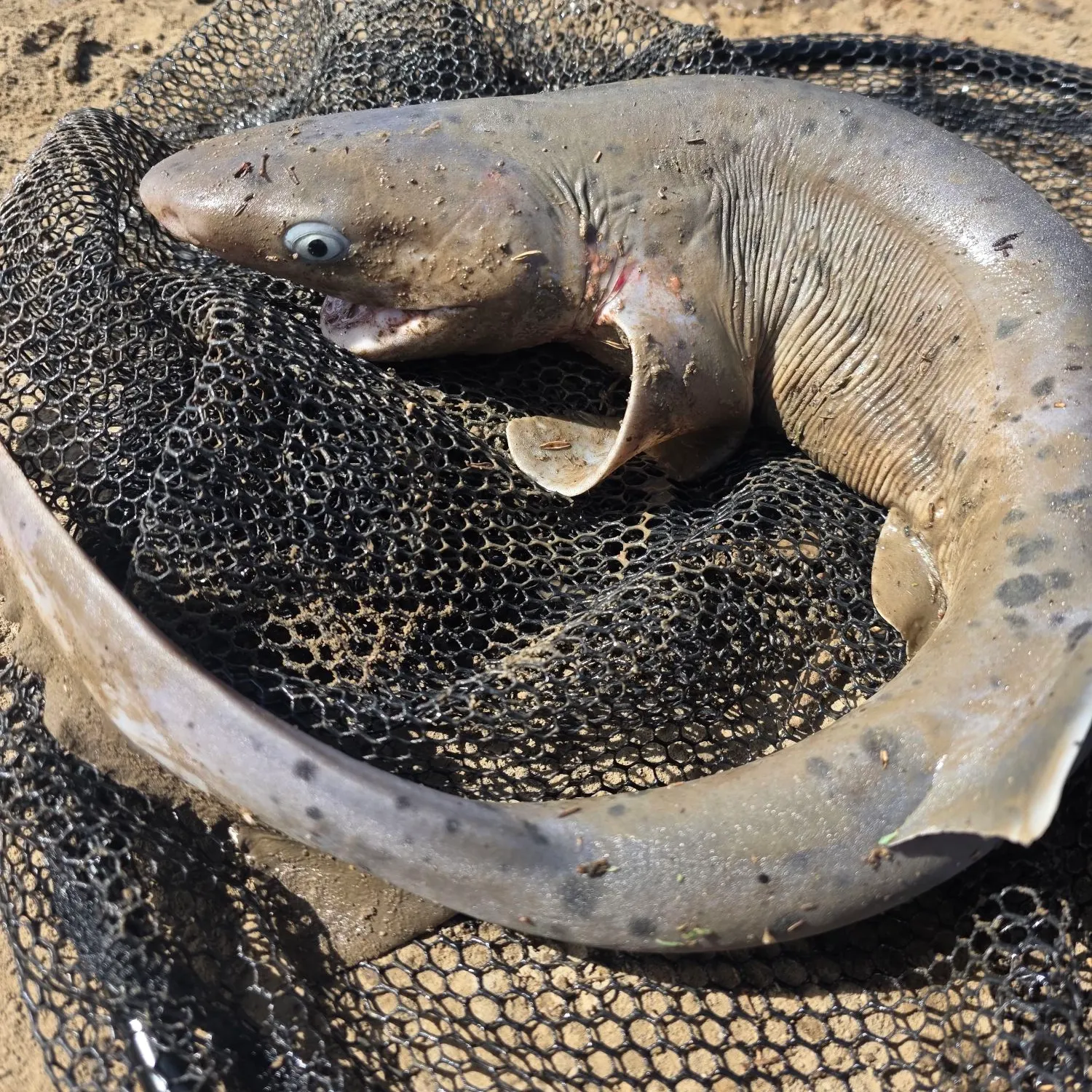 The most recent Broadnose sevengill shark catches on Fishbrain