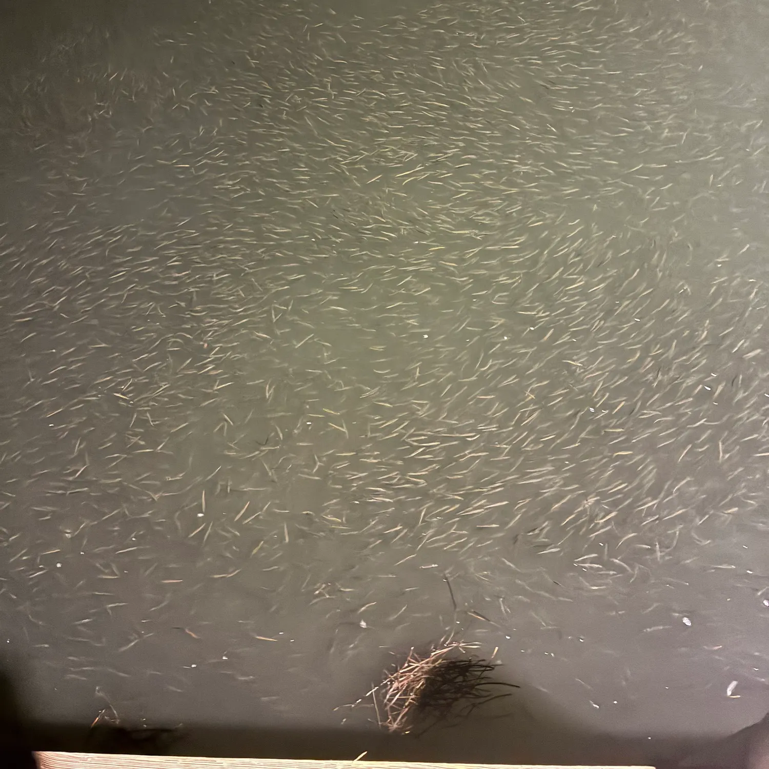 The most recent Whitetail shiner catches on Fishbrain