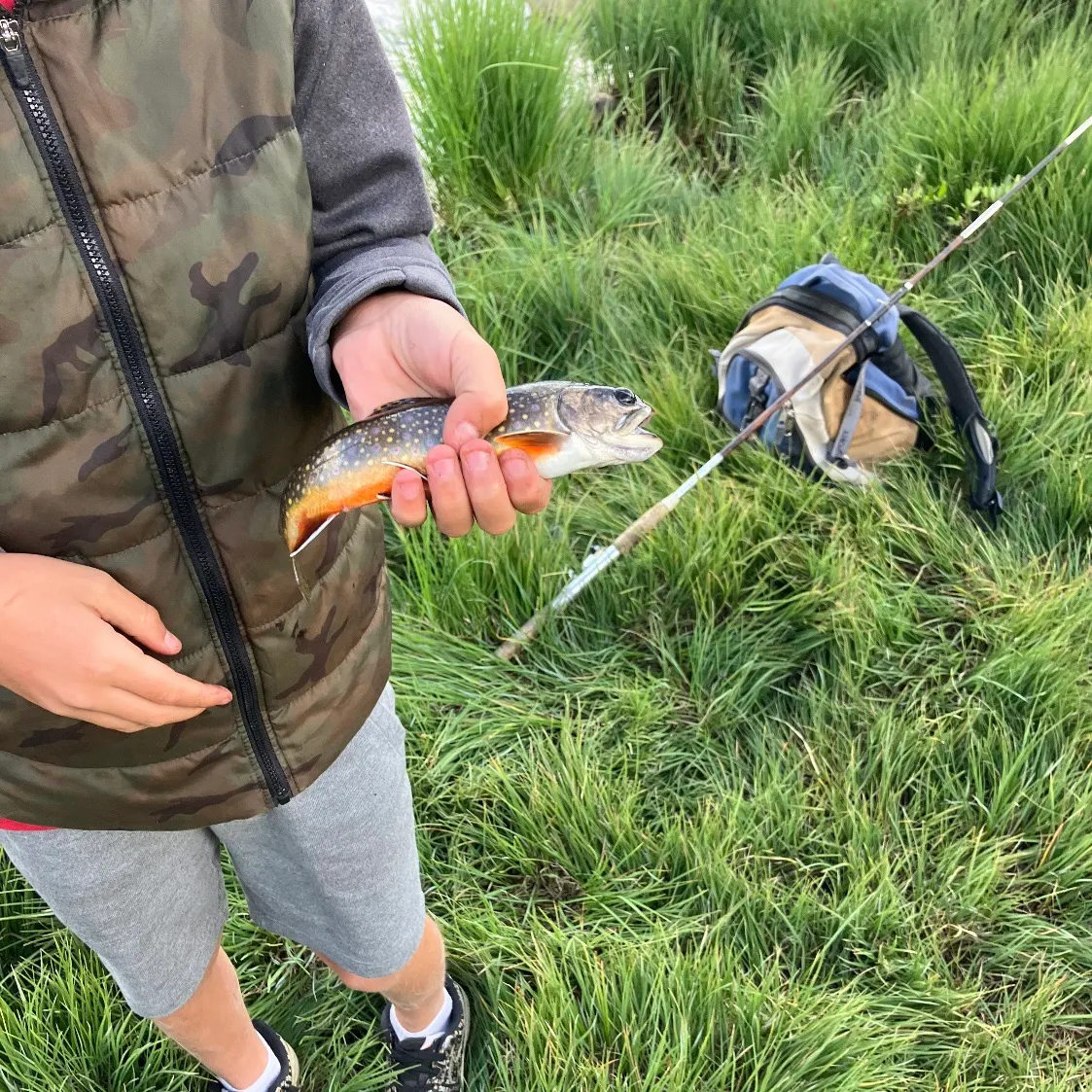 The most recent Brook trout catches on Fishbrain