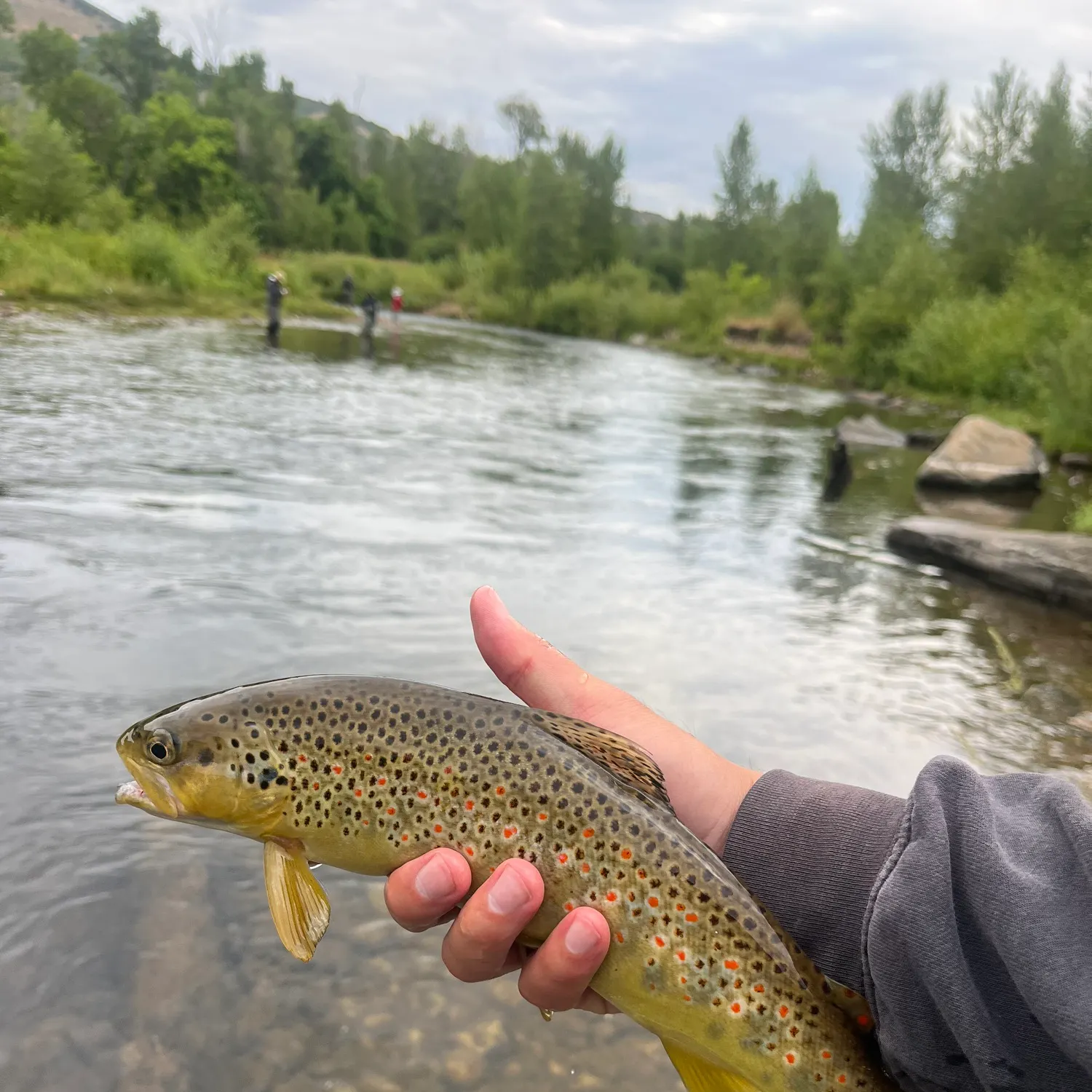 The most recent Brown trout catches on Fishbrain