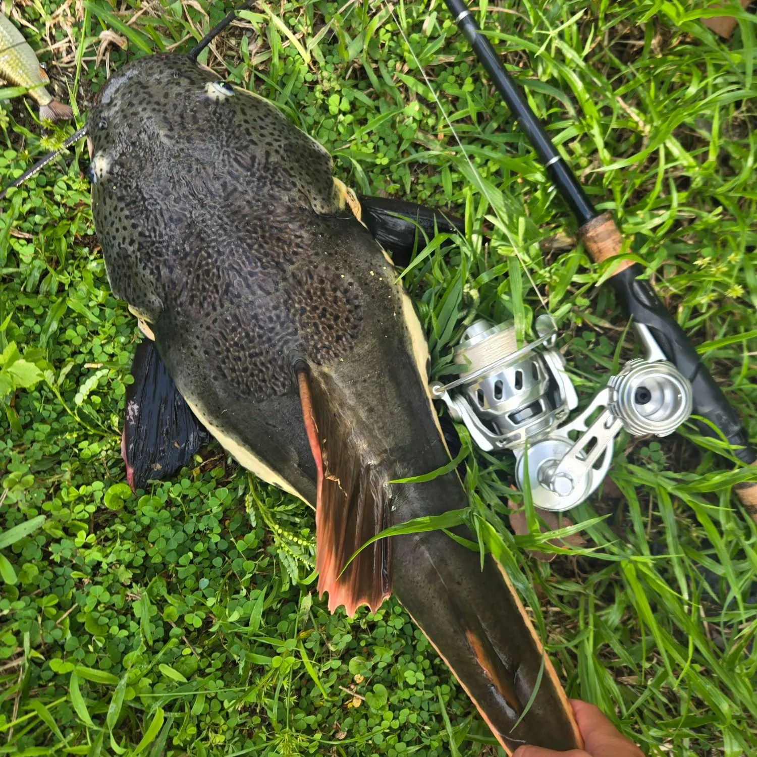 The most recent Redtail catfish catches on Fishbrain