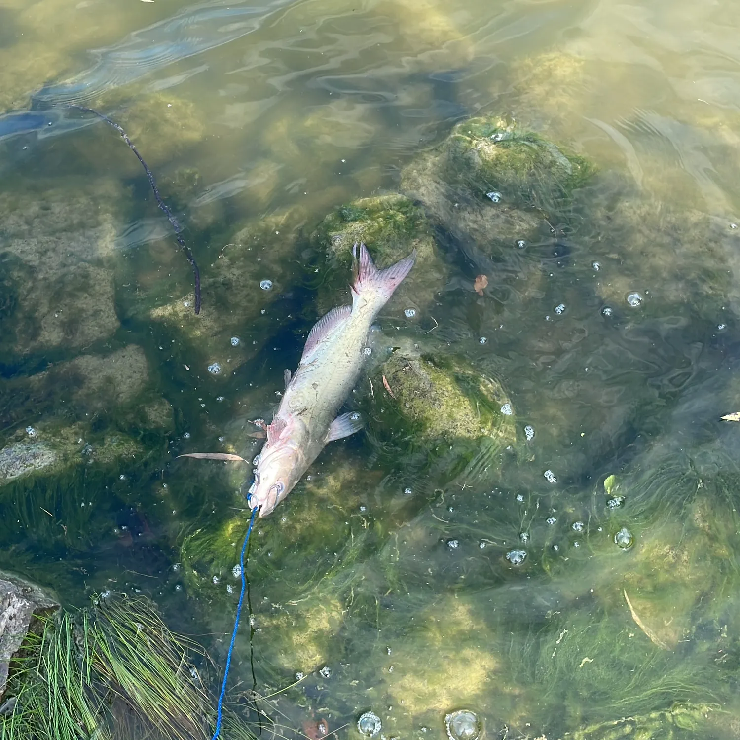 Channel catfish caught on Fishbrain
