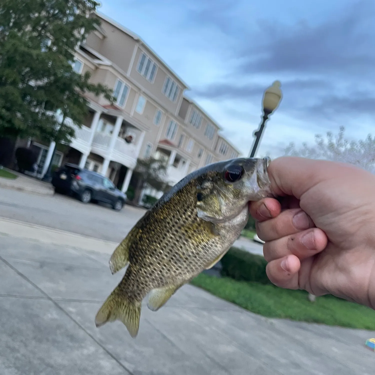 catch